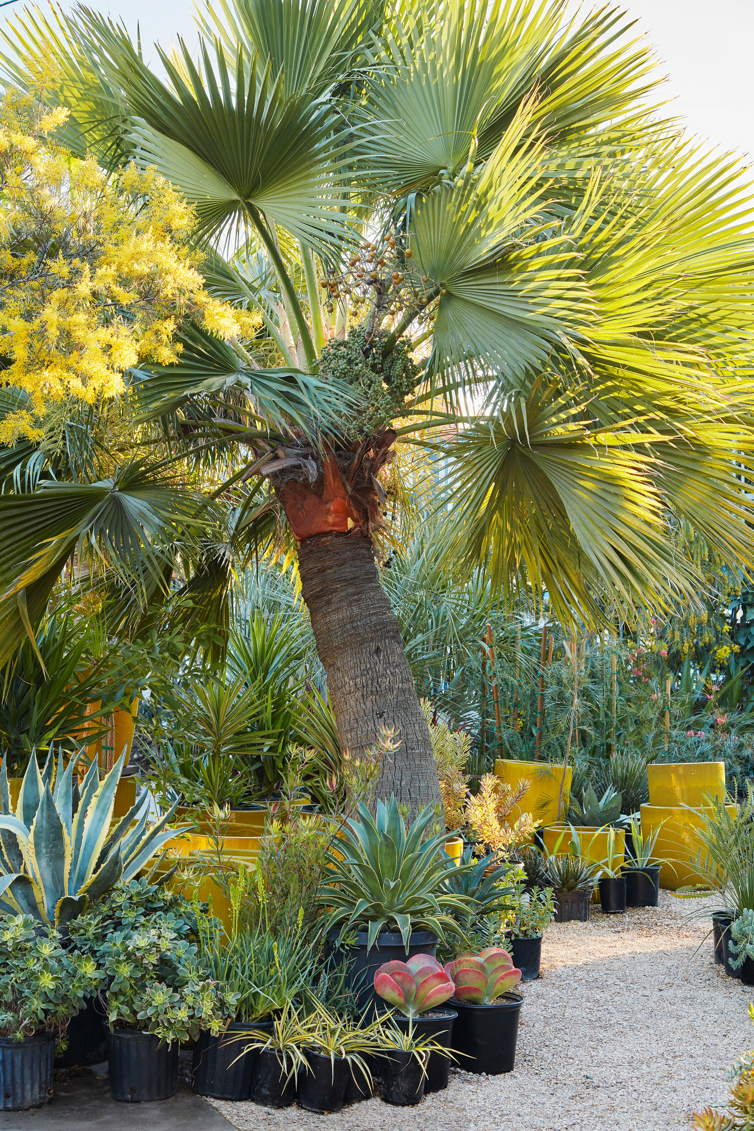 14 Classic Palm Trees