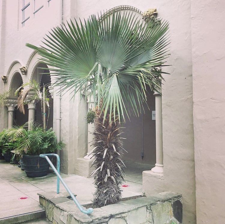 The Traveler's Palm — In Defense of Plants