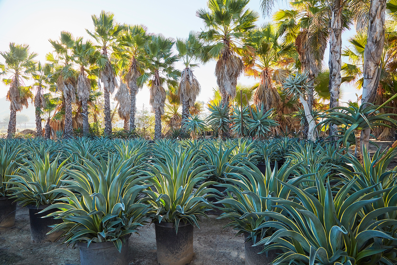 Grubb & Nadler Nurseries - wholesale growing grounds for Flora Grubb Gardens -with rows of potted agave and palm trees.