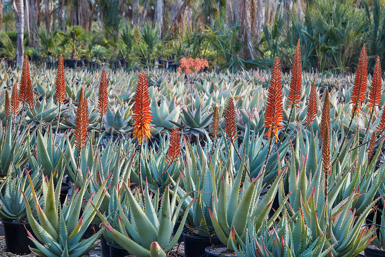 Grubb & Nadler Nurseries - wholesale farm for Flora Grubb Gardens - with a farm with aloe plants blooming with tall orange-red flower spikes.