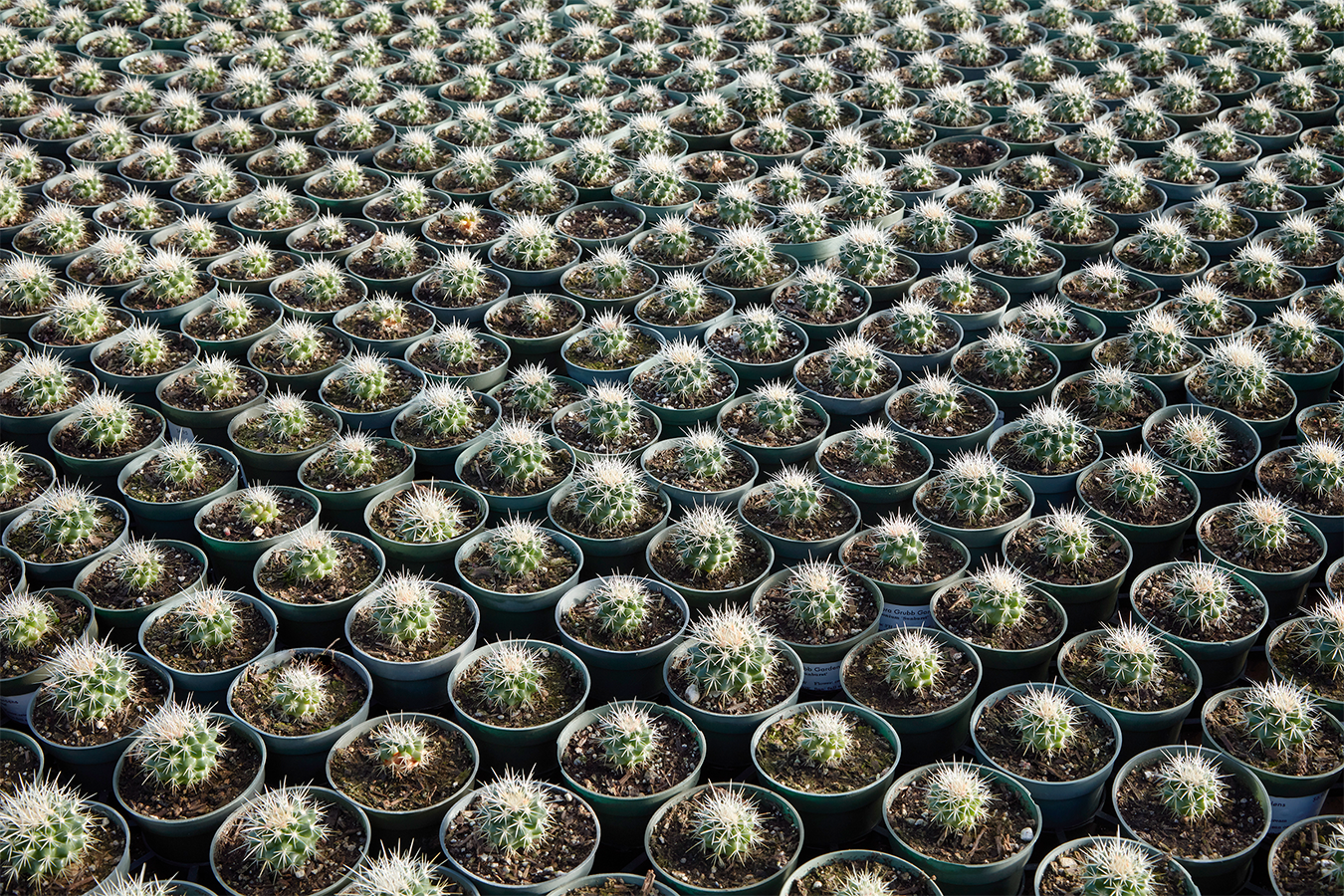 Growing grounds at Grubb & Nadler A large number of small potted golden barrel cactus arranged in rows.