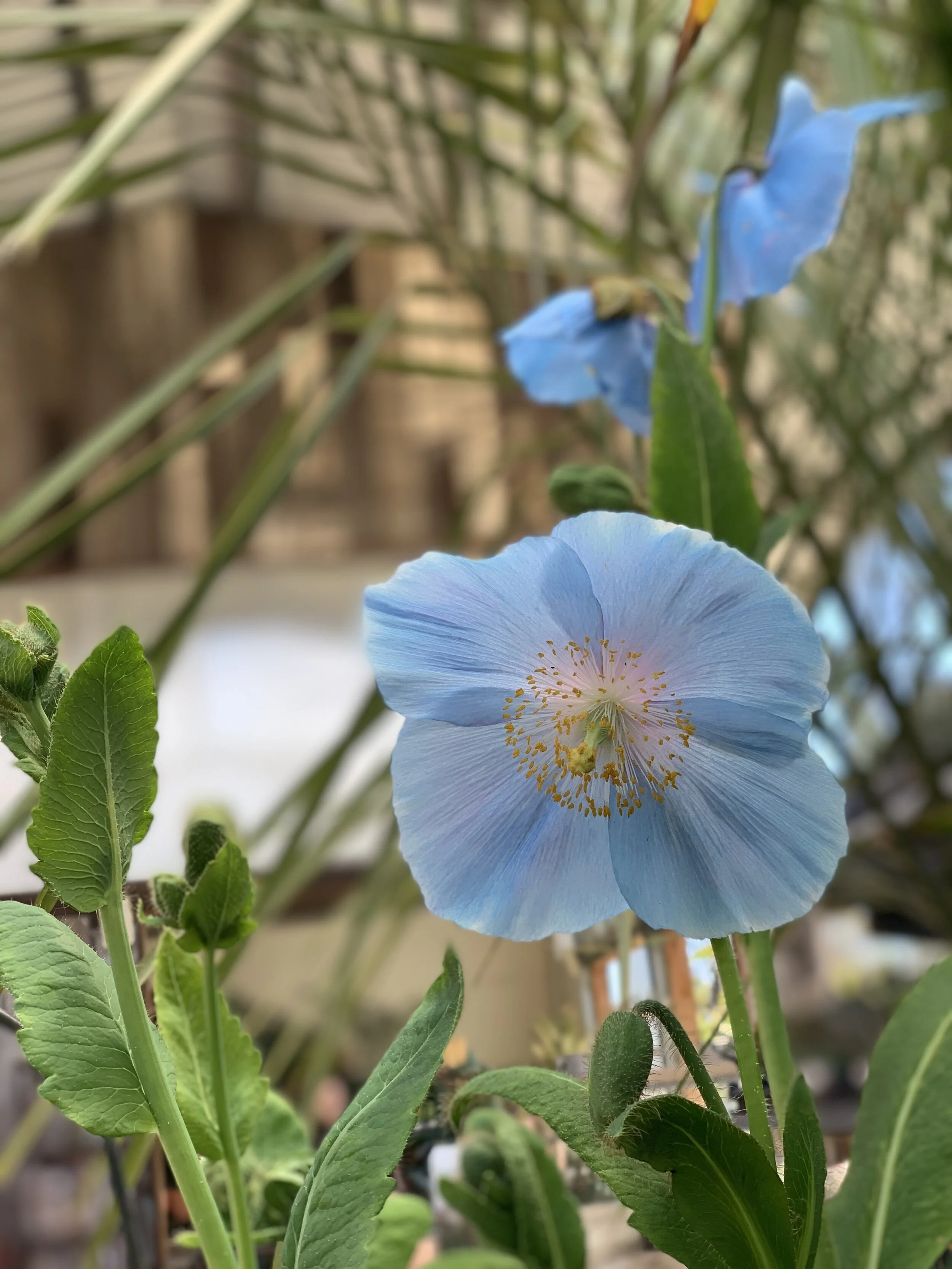 Himalayan Blue Poppy Bouquet