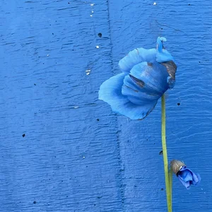 Meconopsis: The Blue Poppy — Flora Grubb Gardens
