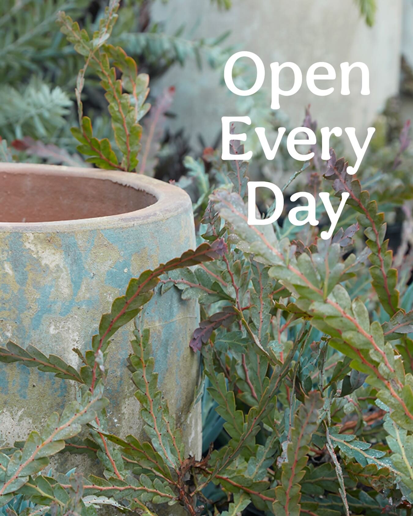 Both Flora Grubb stores are now open every day! Our new hours: Open 7 days per week, 10-6 in SF, 9-5 in LA. Can&rsquo;t wait to see you all in the garden on the daily. 

#floragrubbgardens #floragrubb #gardenstyle #gardeninspiration #gardeninspo #gar