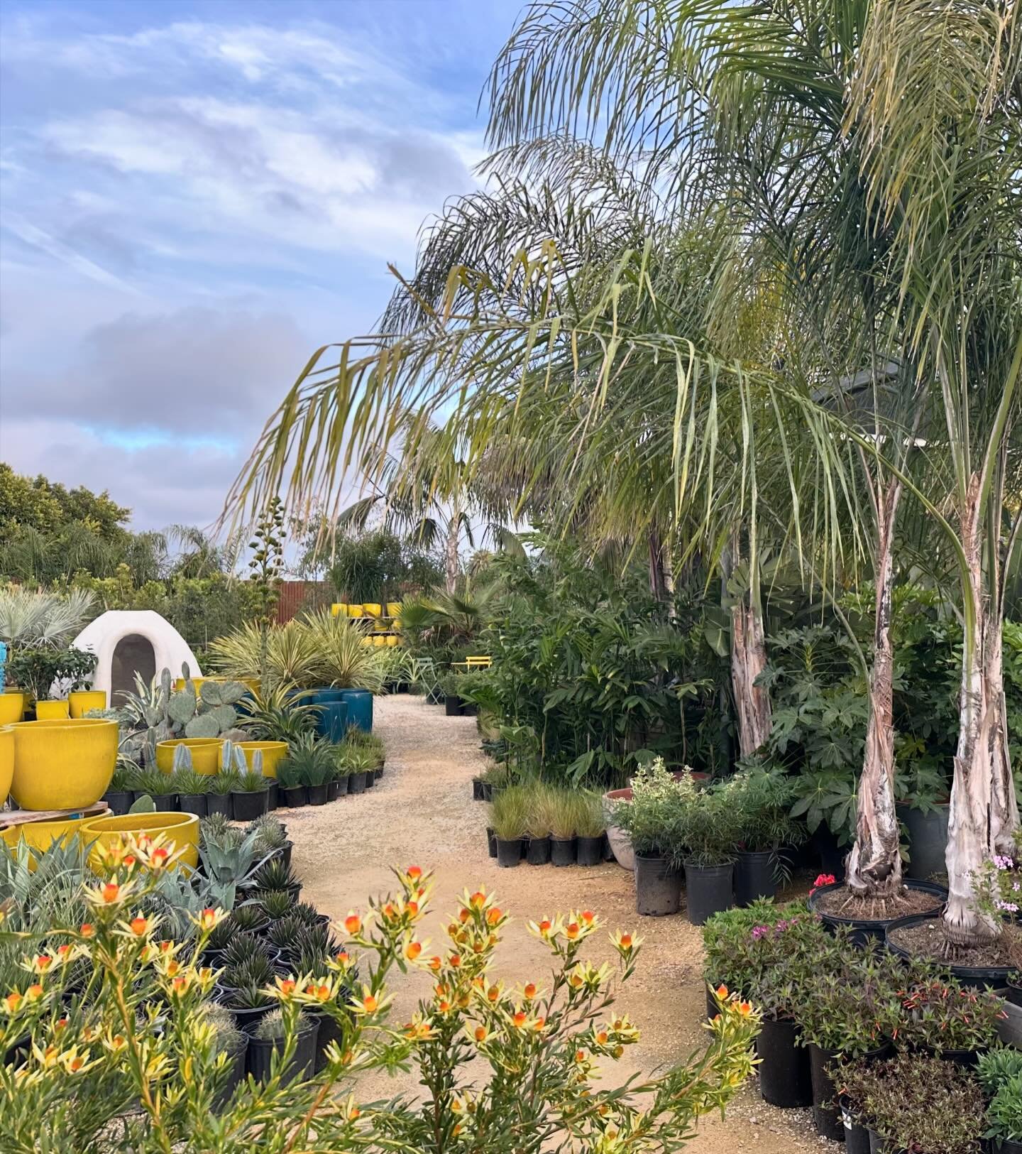 Springtime looking lush and lovely at our LA store. LA folks, have you been by to see us in Marina del Rey yet? Come visit!

#floragrubbgardens #losangeles #marinadelrey #plantstore #plants #gardens #gardening #gardeninspiration #gardeninspo #plantst