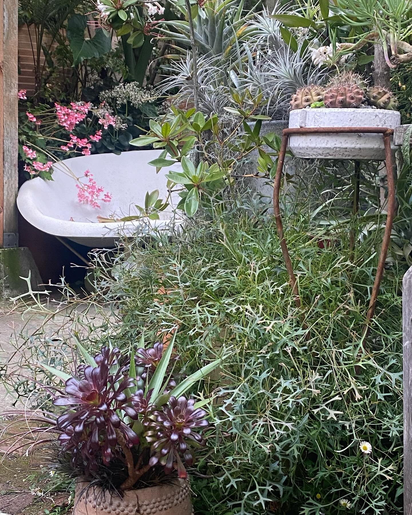 Clarke&rsquo;s garden, a lush courtyard in SF overflowing with plants (and cozy heated furniture by @galanterjones), just keeps getting more magical! Check out the garden inspiration page of our website for a tour. 

Did you know you can make a free 