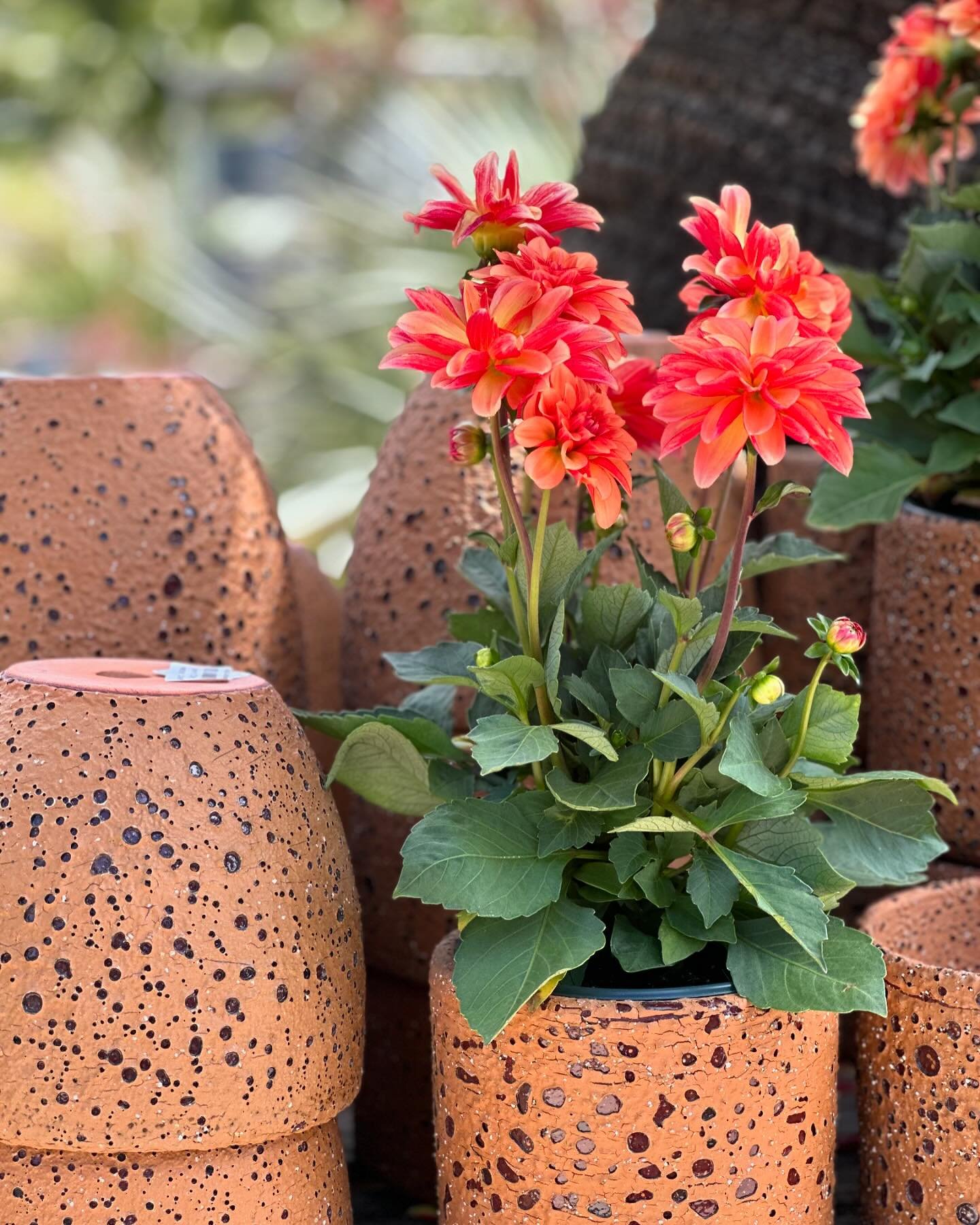 Loving the ocean rock pots in this rich color. Mix and match the shapes and sizes! In stock at both stores. (Also: it&rsquo;s dahlia time!! 🧡🧡🧡)

#floragrubbgardens #pots #gardenpots #pottery #containergardening #patiodesign #deckdesign #gardening