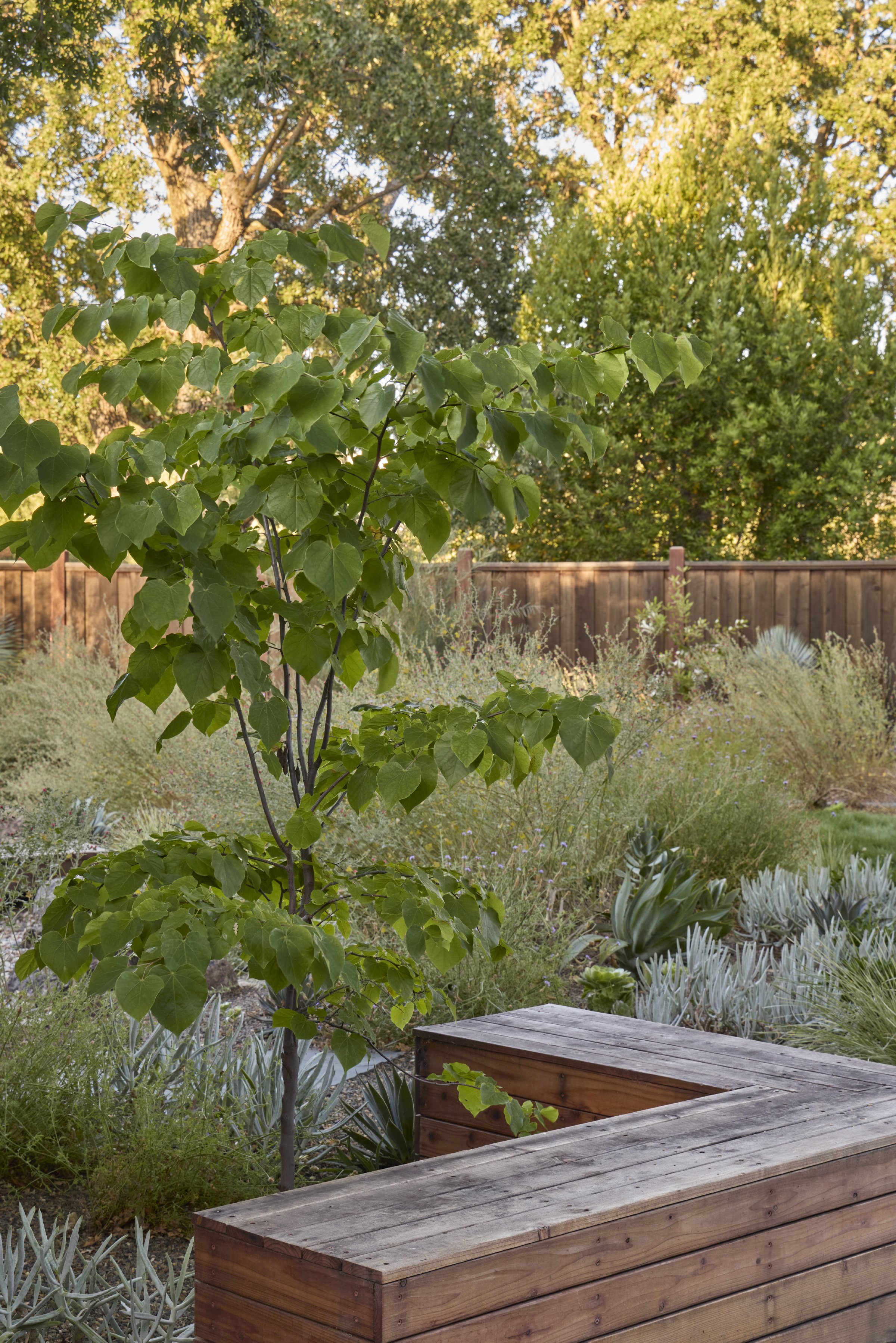 Copy of Copy of cherry2506-271.jpg