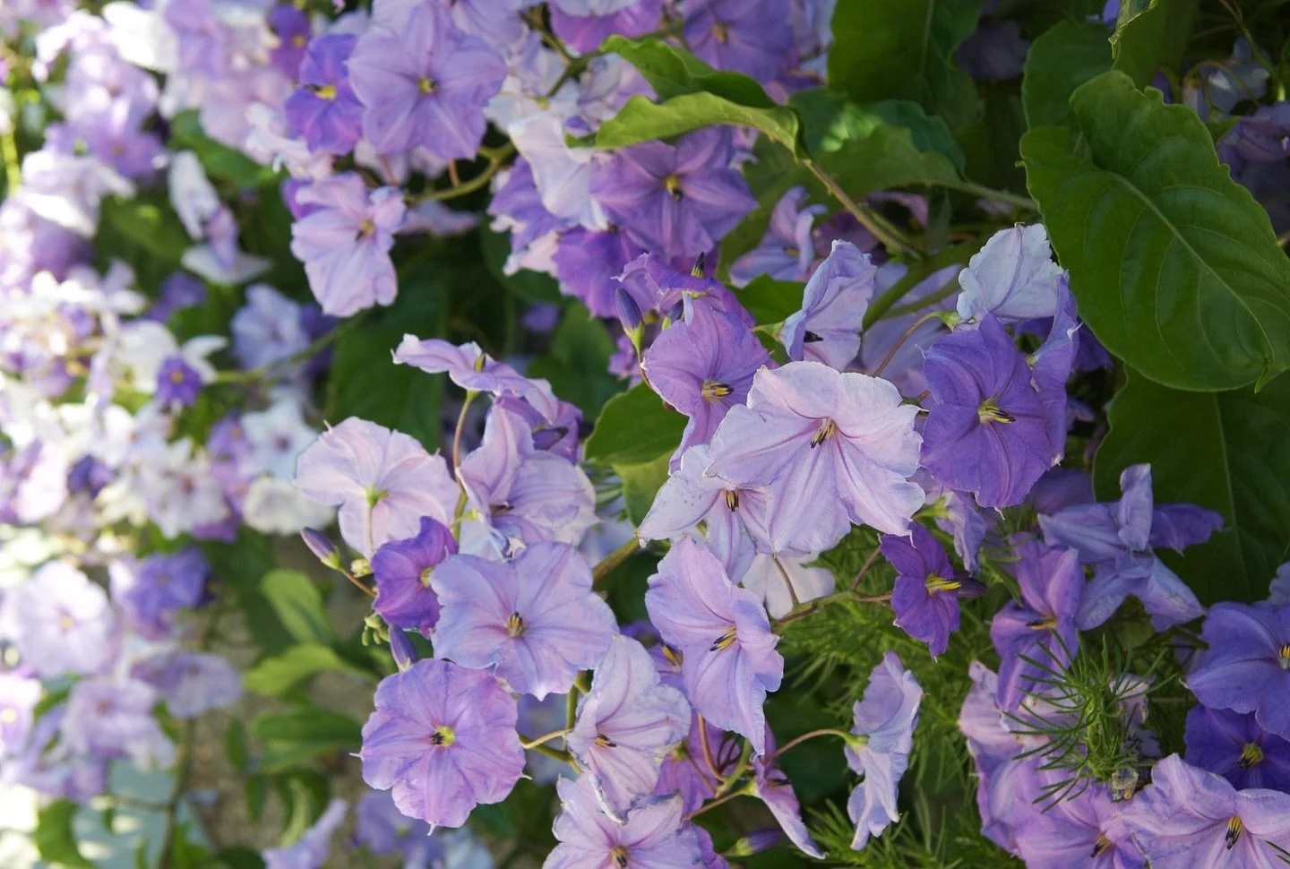 Honoring Service with Greenery 🌿

This Veterans Day, we&rsquo;re saying thank you with 20% off all plants &mdash; tomorrow at Flora Grubb Gardens.

Fill your home, garden, or patio while celebrating those who&rsquo;ve served. 🌱✨