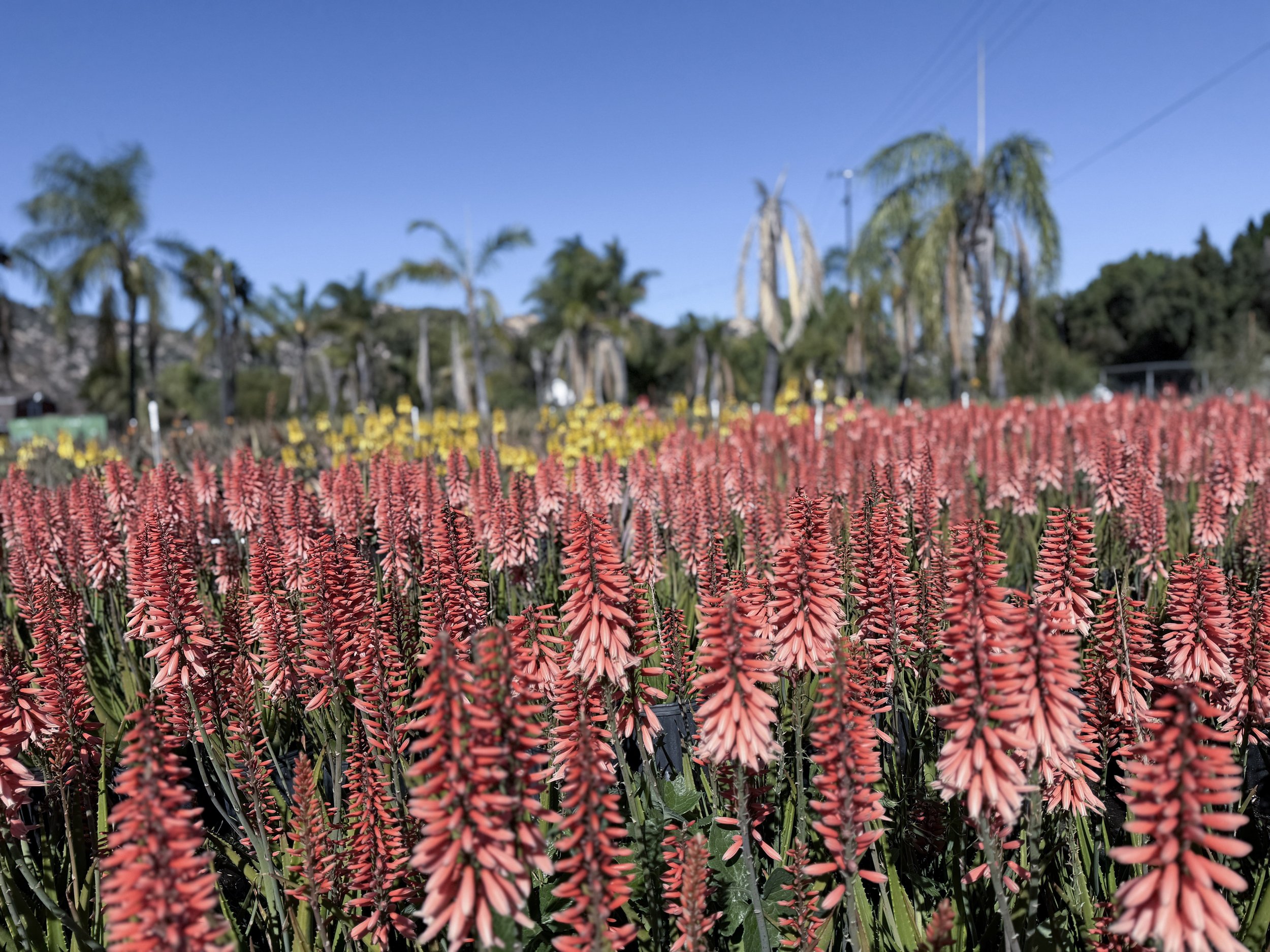 Winter Color! Aloe ‘Safari Rose’