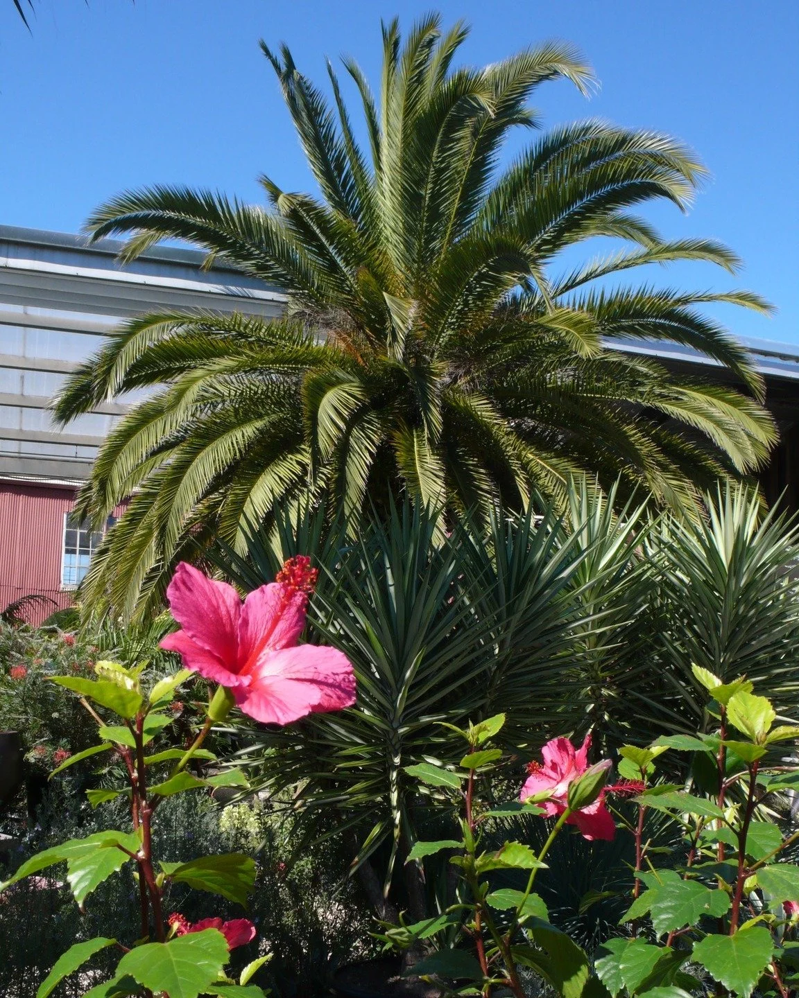 Thursdays open late! Golden hour just got better 🌿✨
This spring, Flora Grubb Gardens in San Francisco is staying open until 7pm every Thursday&mdash;giving you more time to wander, unwind, and soak in the garden as the sun sets.
