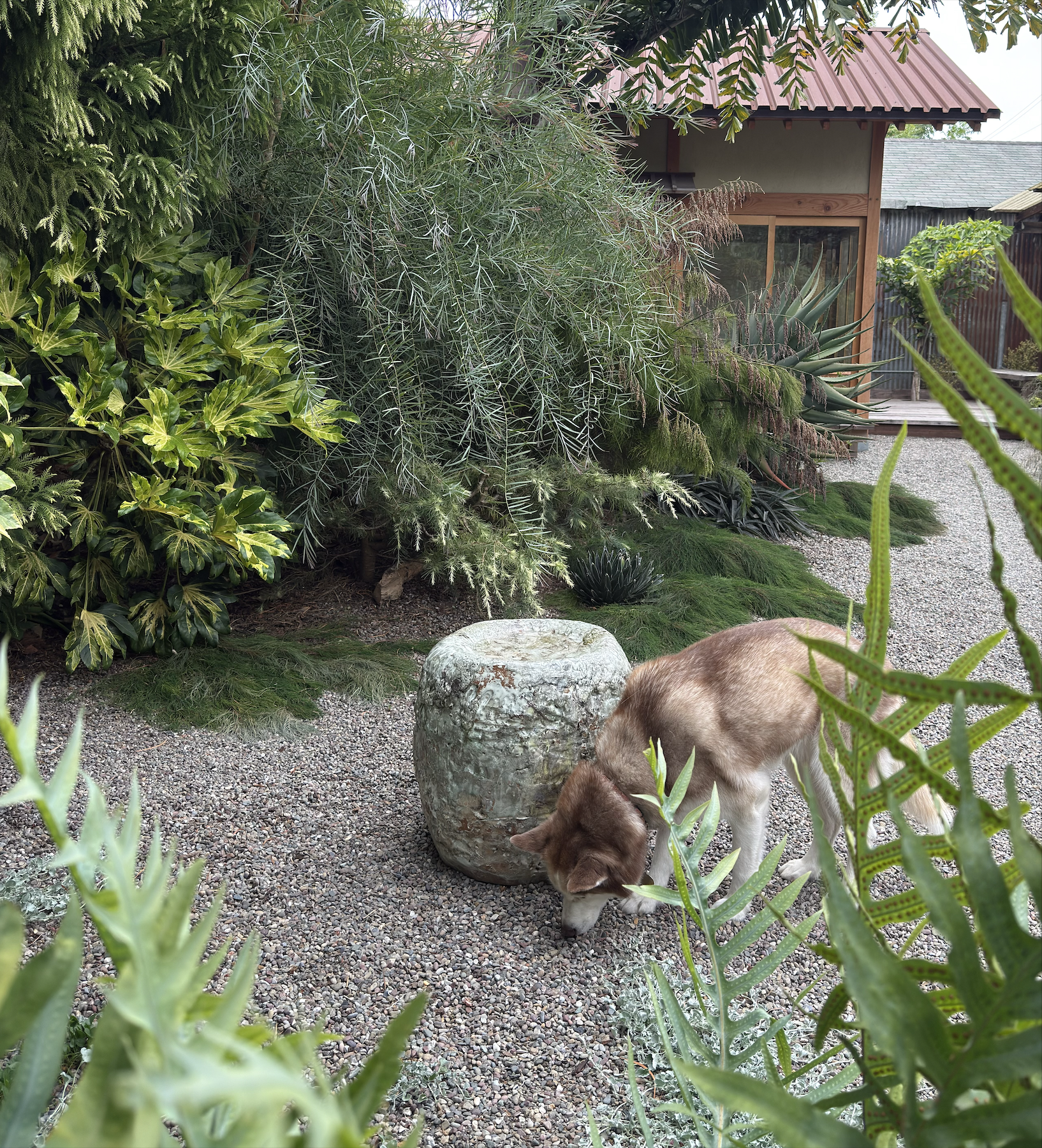 A ceramic birdbath in a bed f gravel in an exotic backyard garden in California by Flora Grubb