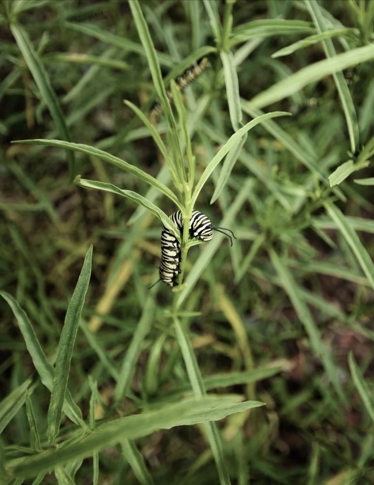 ASCLEPIA FASICULARIS WITH A MONATCH CATAPILLAR
