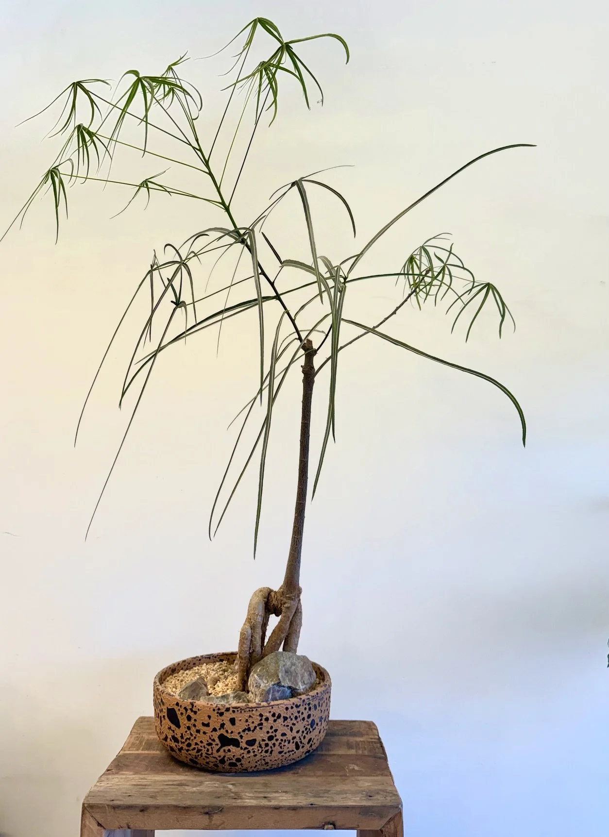 Leaves of this brachychiton have changed due to light conditions