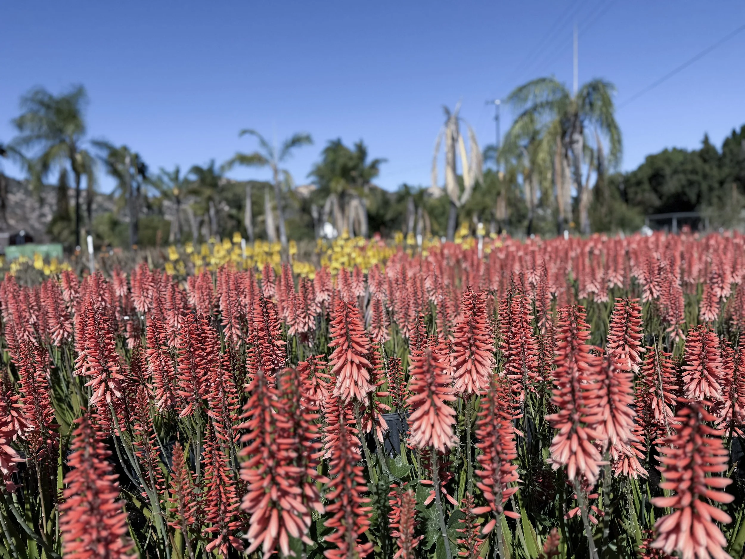 Pink Flowers of Aloe Safari Rose from Flora Grubb