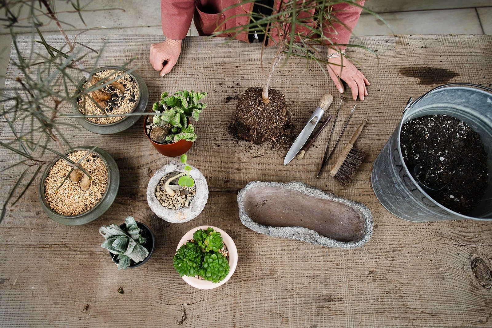 create a queensland bottle tree bonsia by exposing its root.