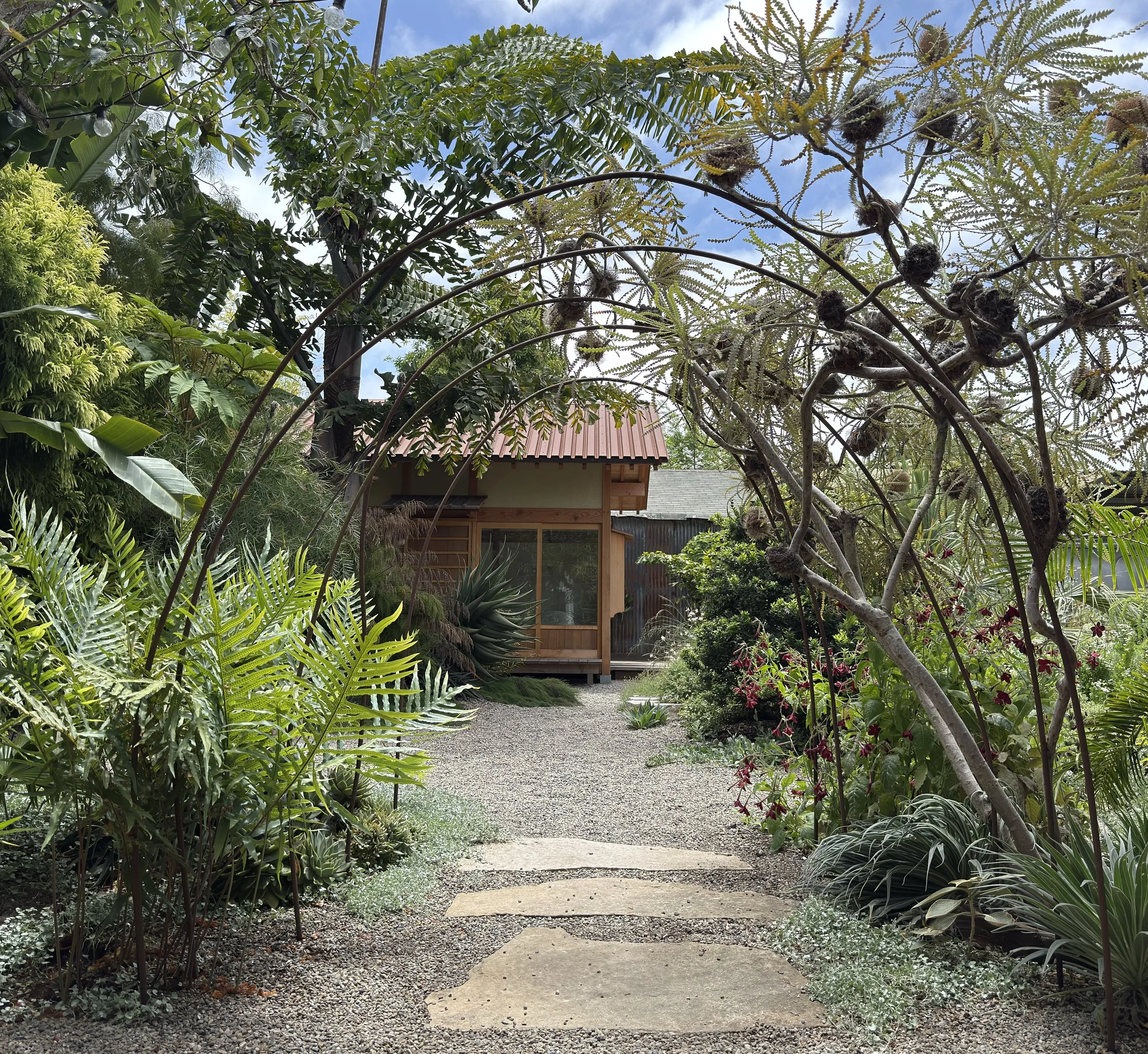 a backyard garden in California with caryota obtusa, Banksoa speciosa, Phlebodium aureum, Casaurina cousin itt. Acacia iteaphylla, Tetrapanax, and Cryptomeria Sekkan Sugi.