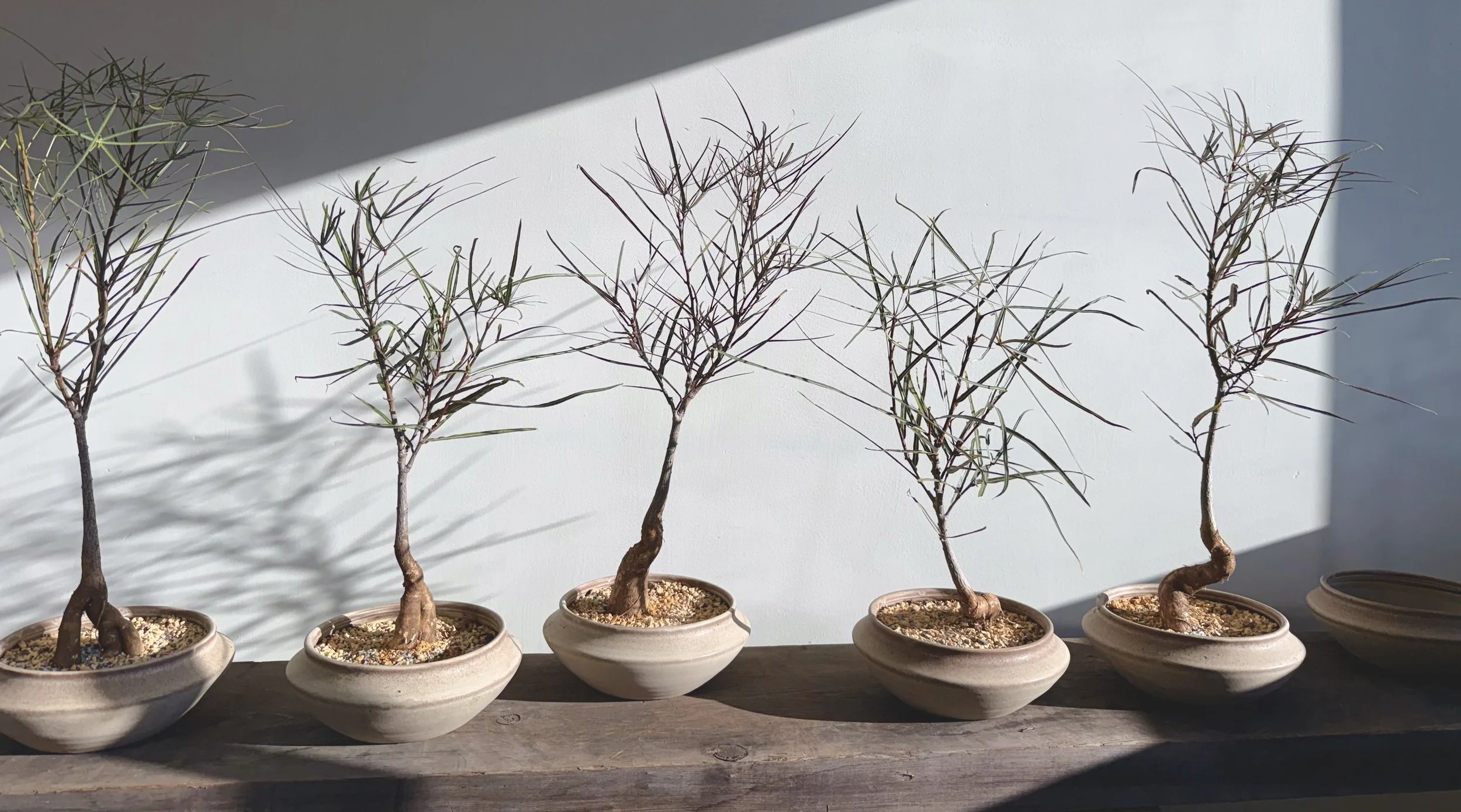 A collection of Queensland Bottle trees in shallow dishes