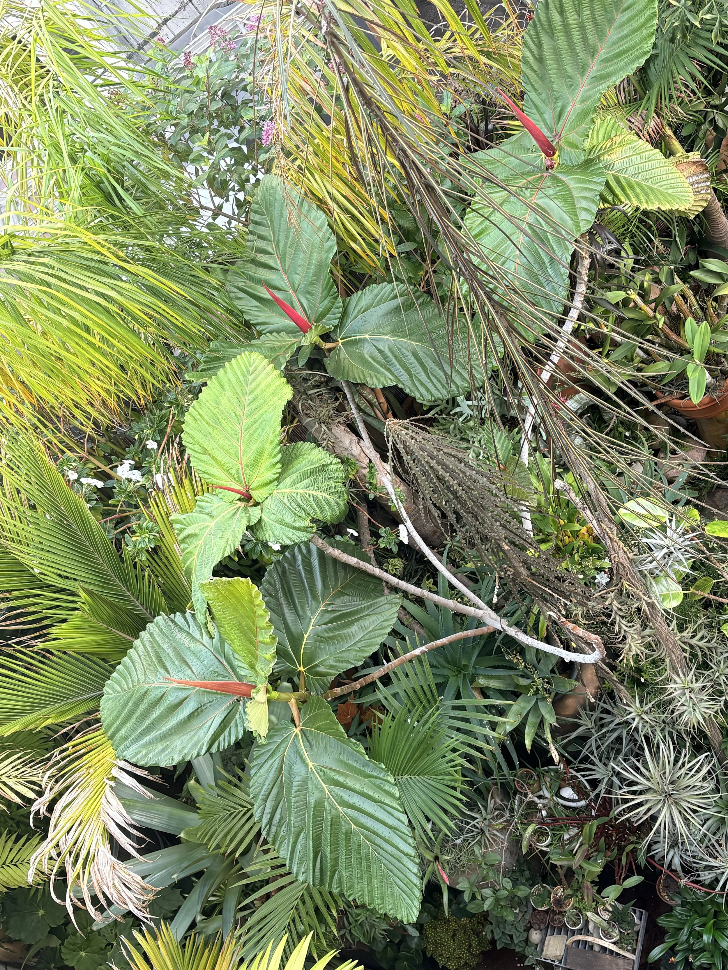 Assorted lush green tropical plants and foliage with some red-tipped leaves.