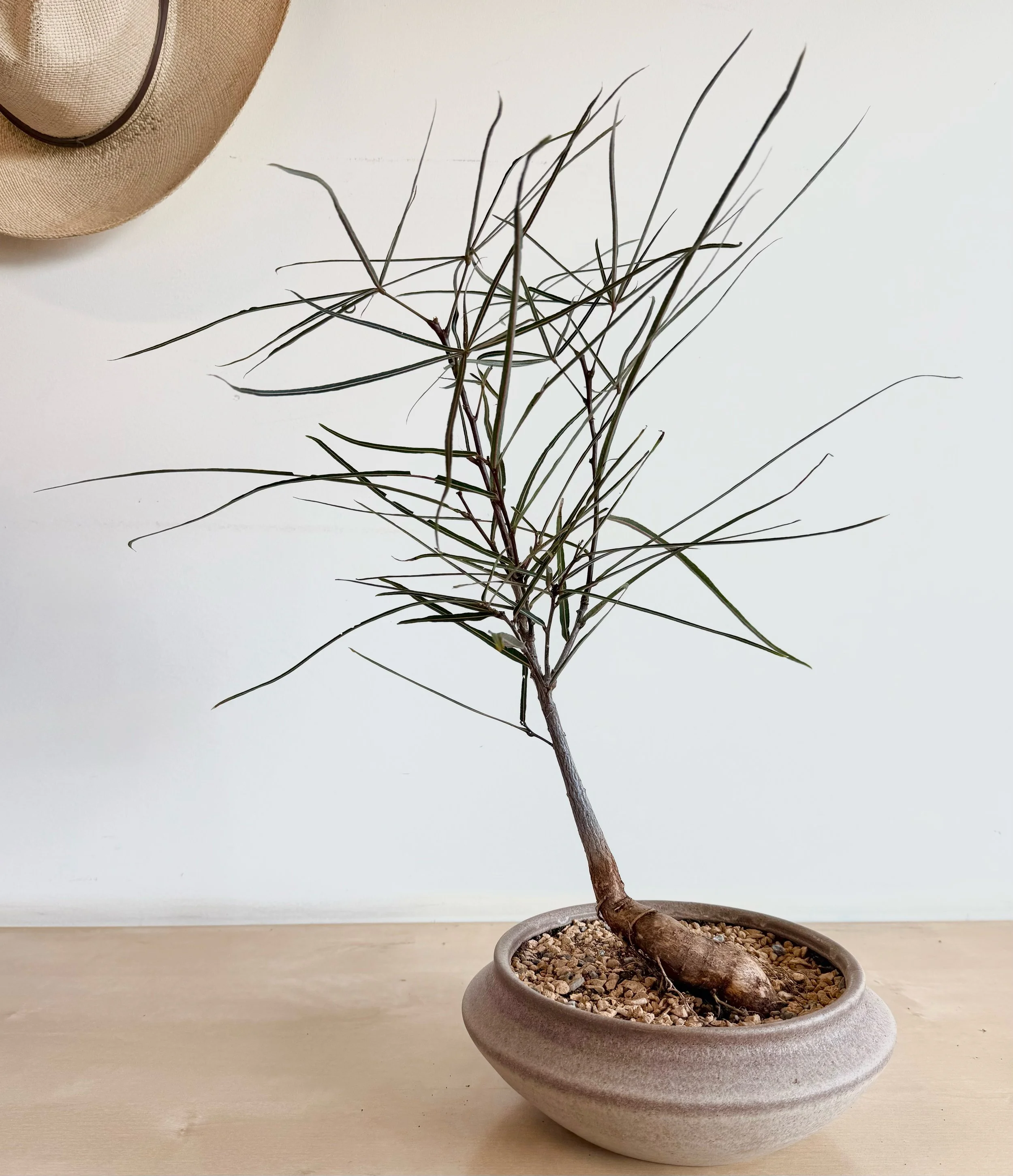 Small Brachychiton rupestris bonsai at Flora Grubb Gardens