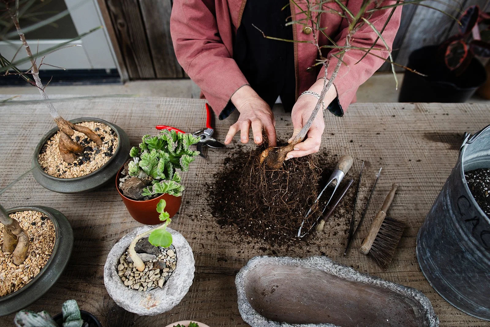 Flora Grubb removing soil of brachychiton to expose the root below