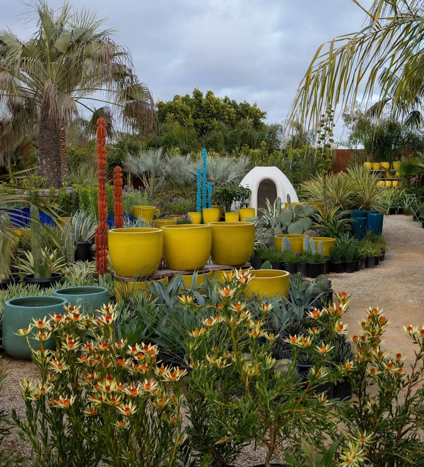 leucadendron red eye at Flora Grubb Gardens Los Angeles