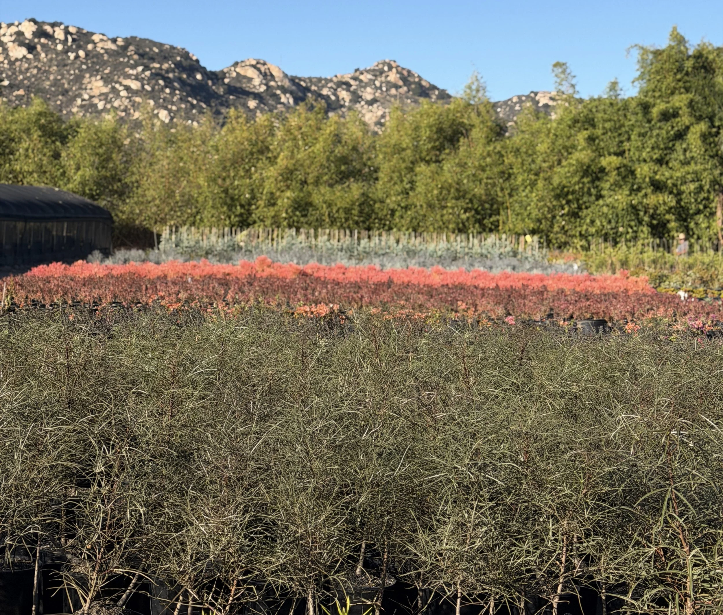 Brachychiton rupestris at Grubb & Nadler, Flora Grubb's wholesale farm