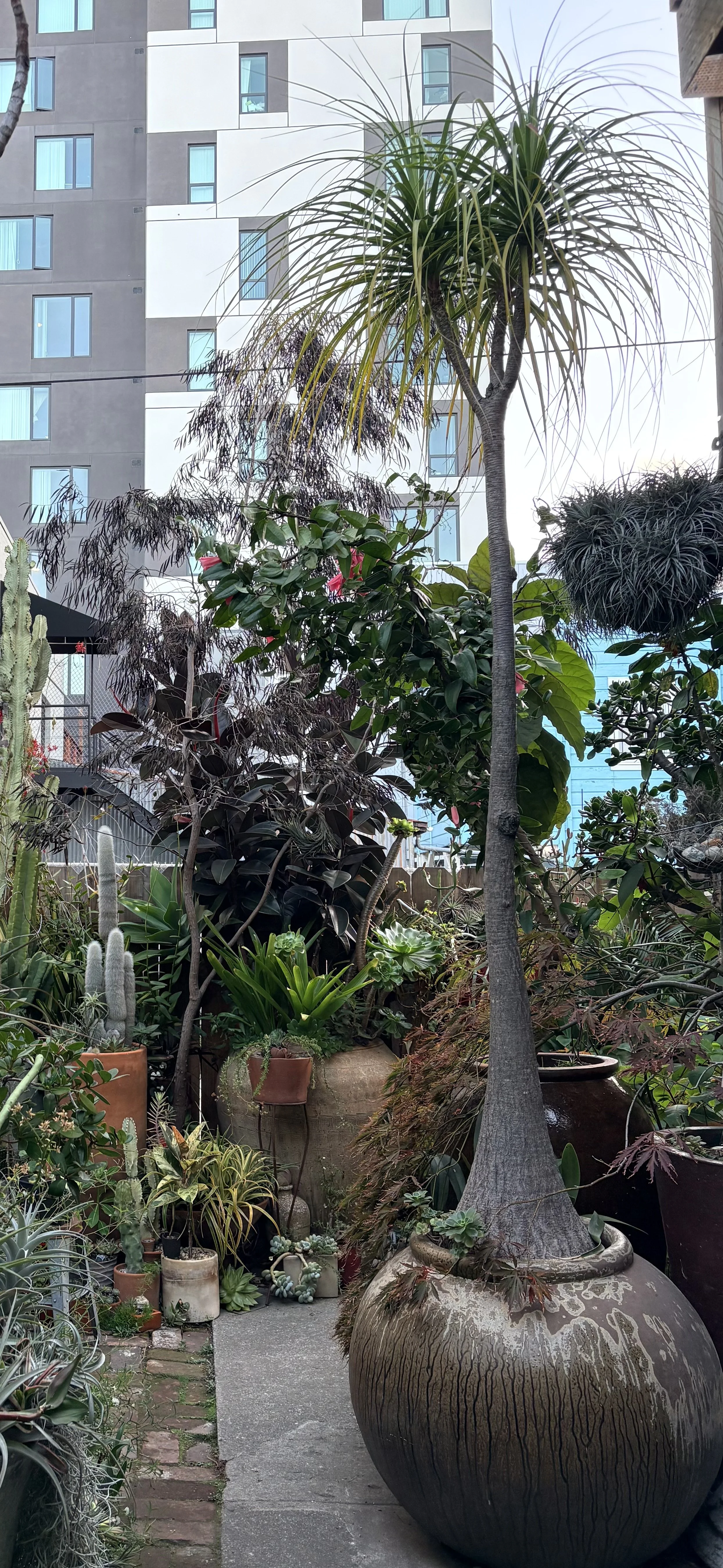 A lush urban garden with various potted plants, including a tall tree, cacti, succulents, and flowering plants, set against a backdrop of modern apartment buildings.