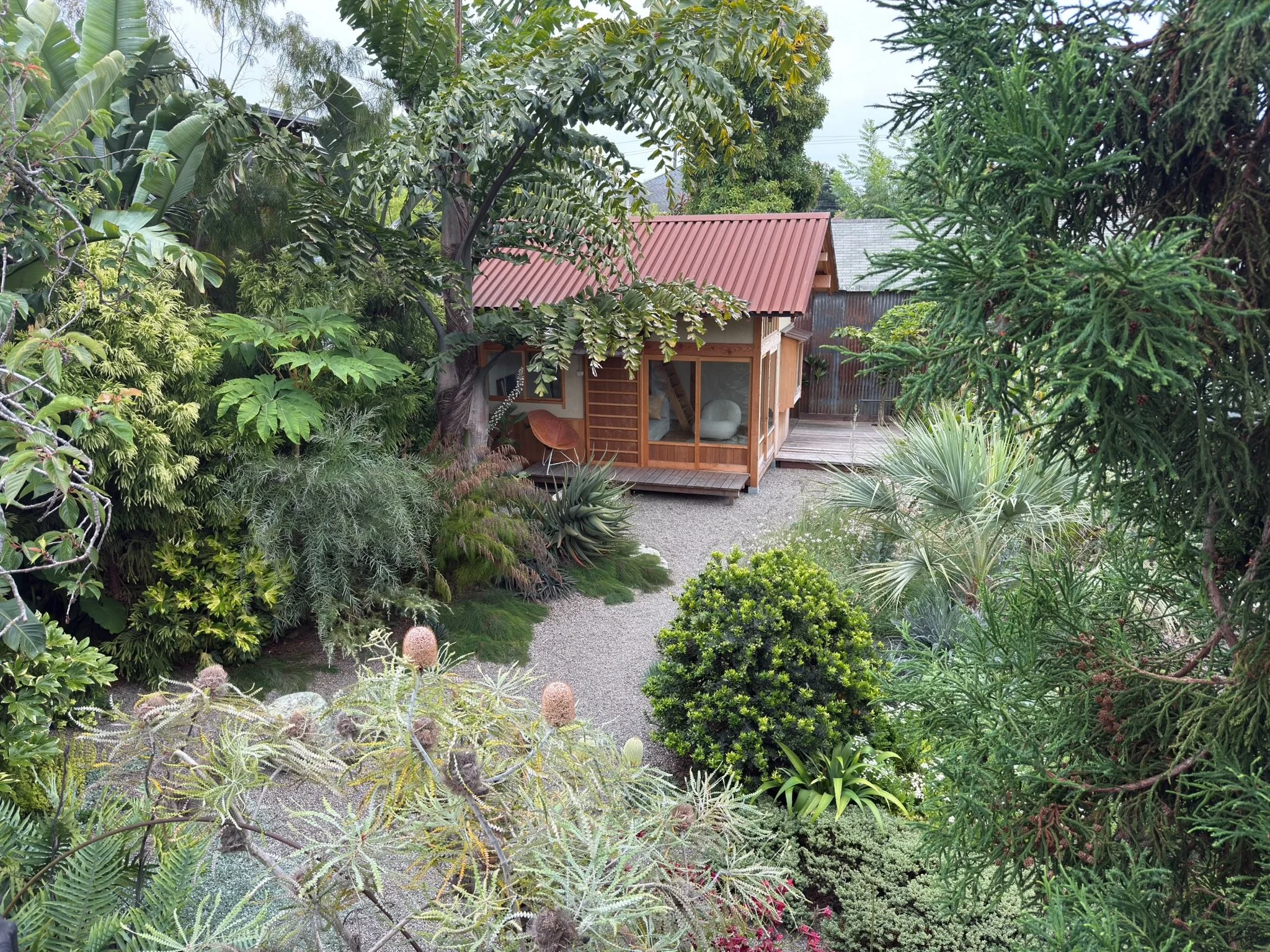 Layered garden design at Flora Grubb Gardens featuring Casuarina ‘Cousin It’ groundcover, Cryptomeria japonica ‘Sekkan Sugi’, Acacia iteaphylla screening, and Caryota obtusa canopy.