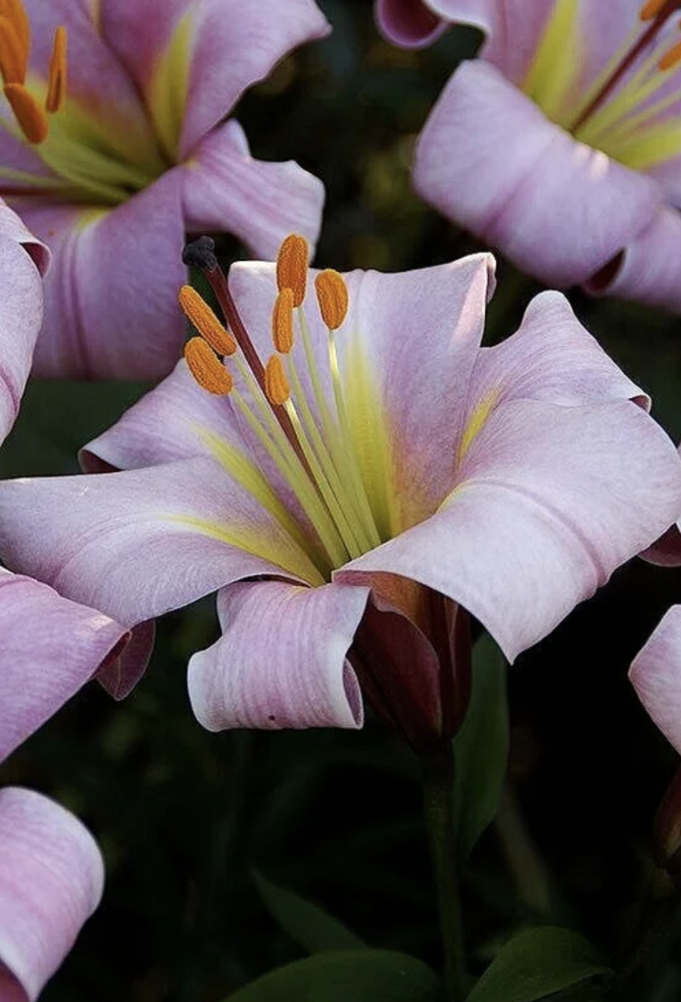 Pink Planet Lily.png