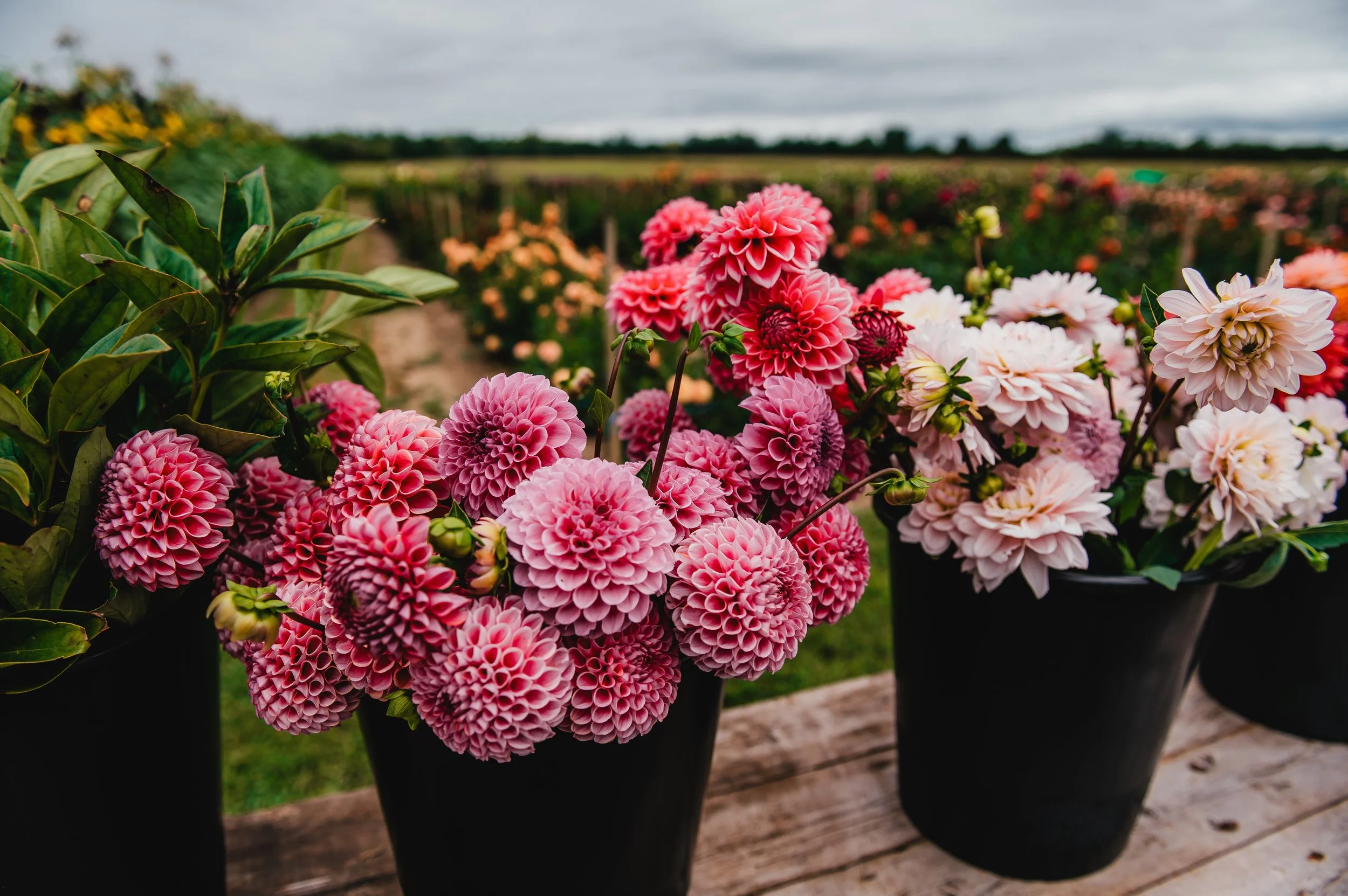 Wholesale Flowers London Ontario Hard Scrabble Blooms