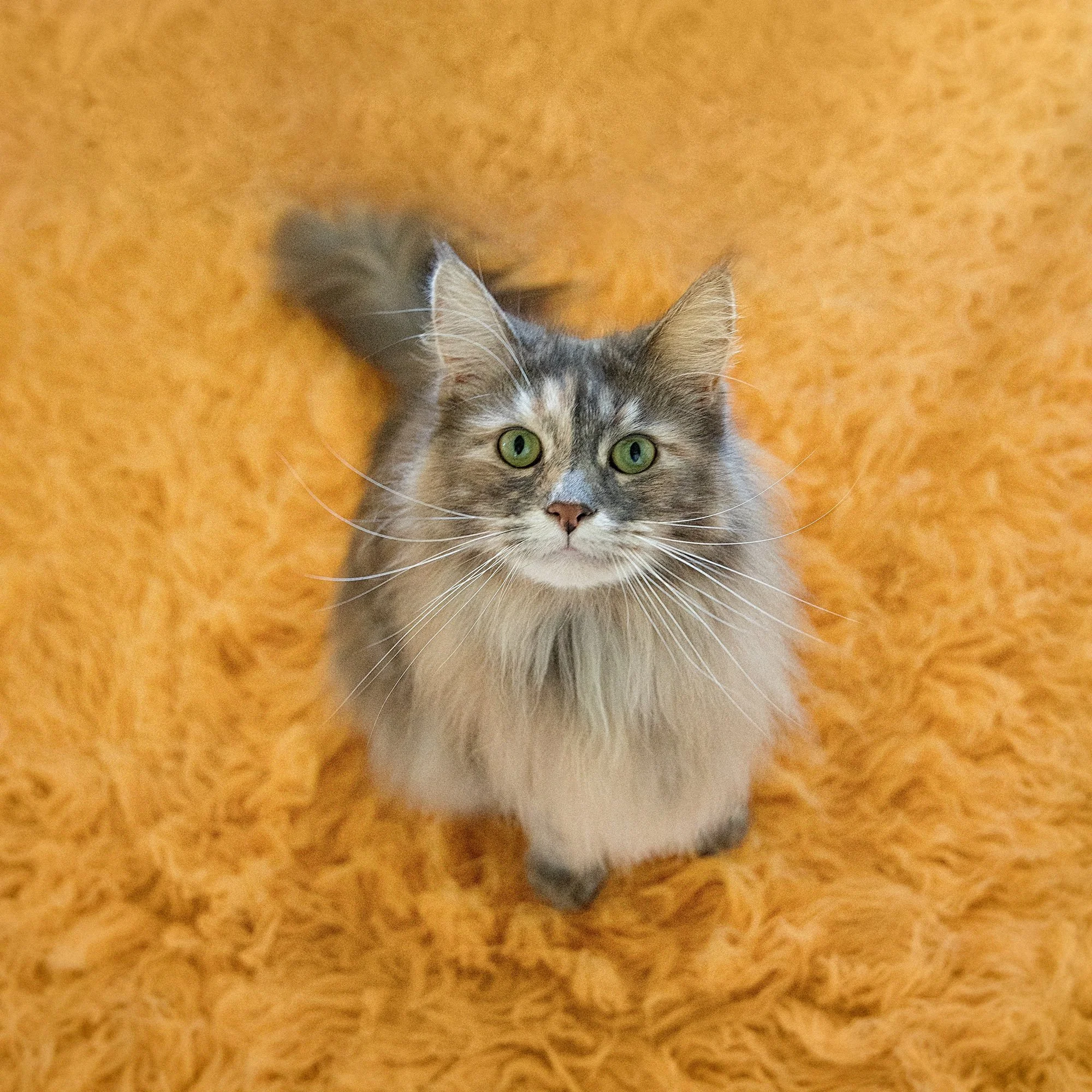 Cuddly cute cat posing on fluffy rug Pet Portraits for fur babies