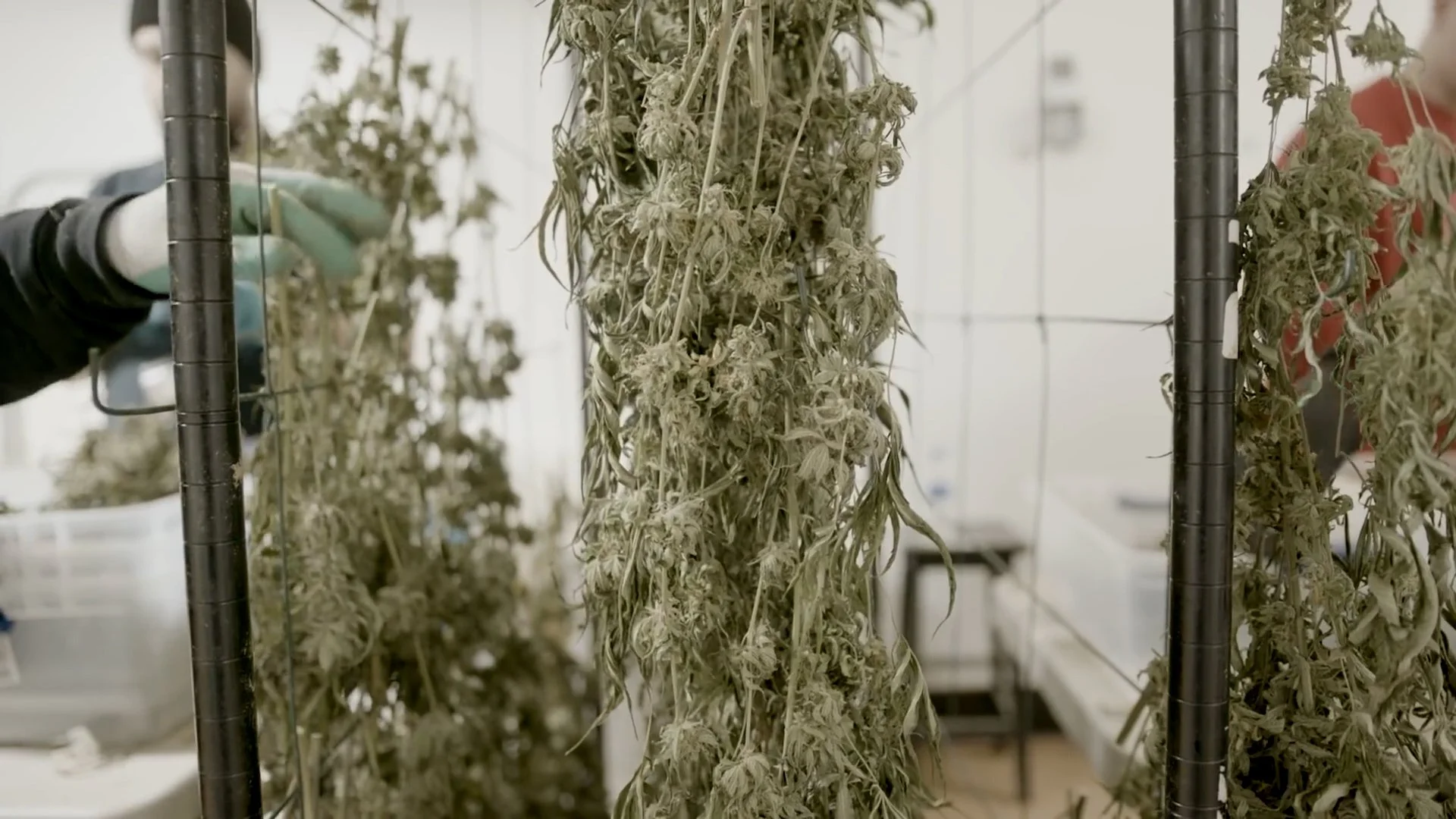 Copy of 2. 2020_End The Drug War documentary.00_03_47_15.Still009.jpg