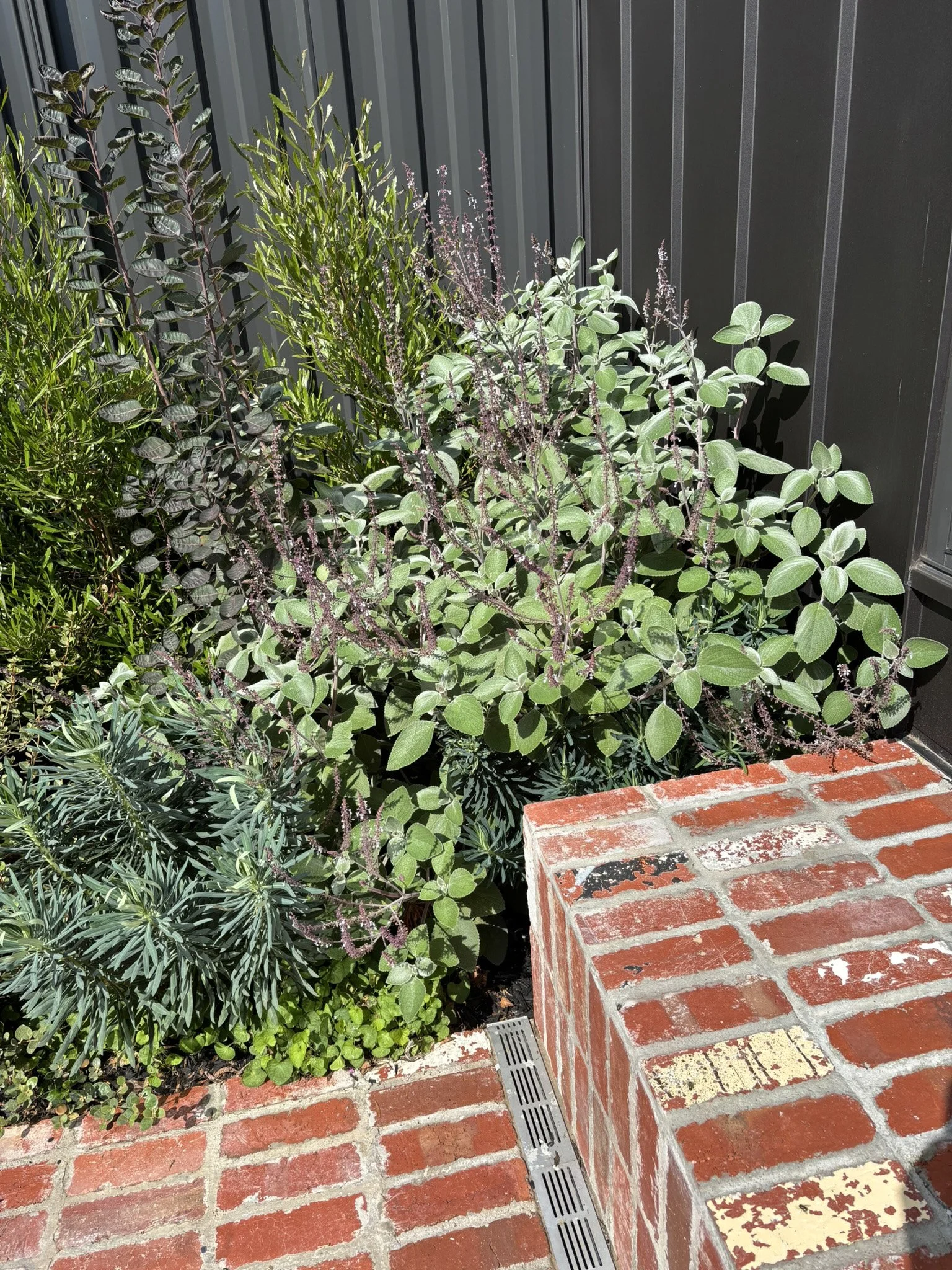 MIx of hardy natives and mediteraneum including: Plecanthrus argentatas;
Dodonea viscosa "purpurea":
Euphorbia wulfenii and Cotinus coggygria
