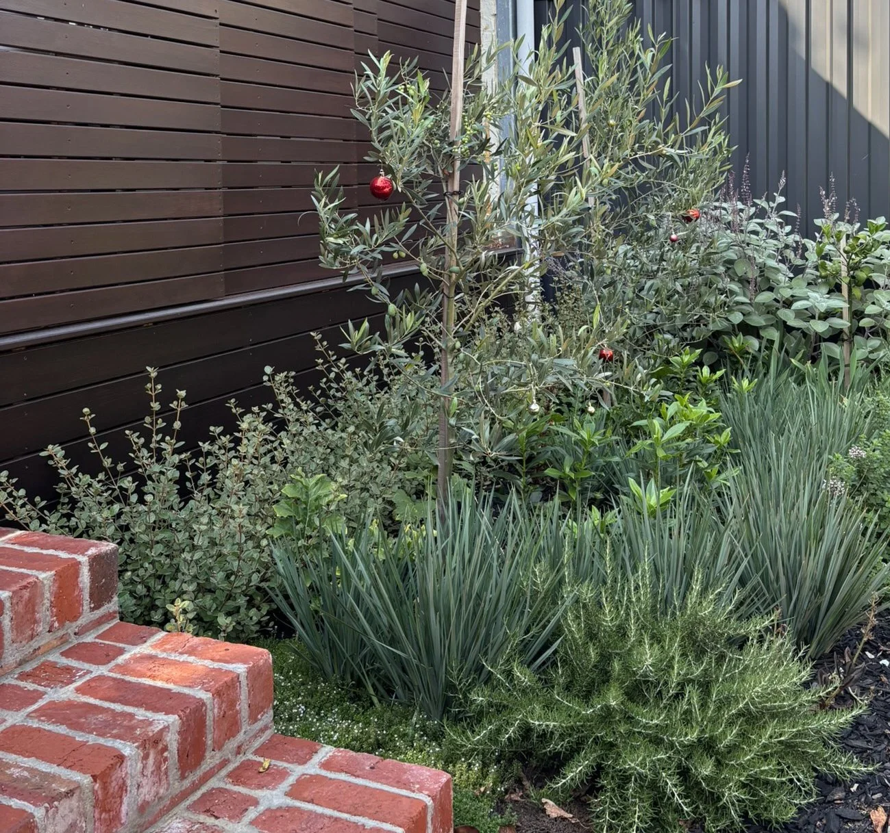 Glaucus planting including Correa alba and Dianella revoluta with edibles olive, rosemary and thyme.