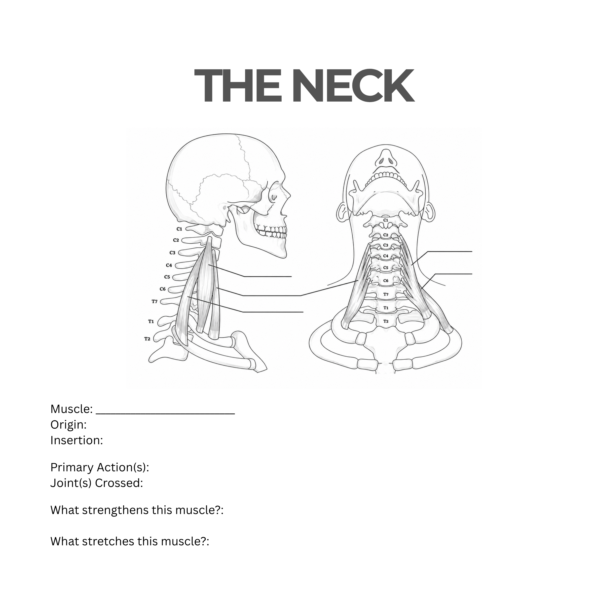 ANATOMY Workbook (Square Pillow) (1).png