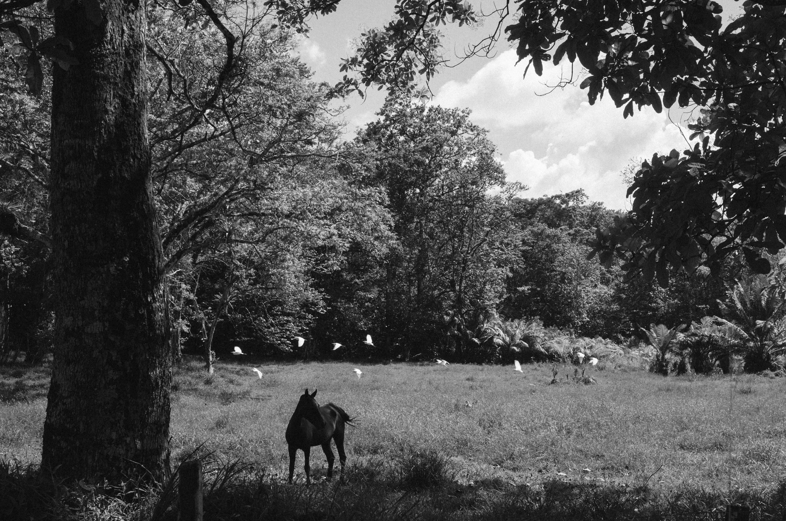 Costa Rica. the Osa Peninsula