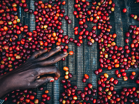 ethiopia_PDP_2.webp