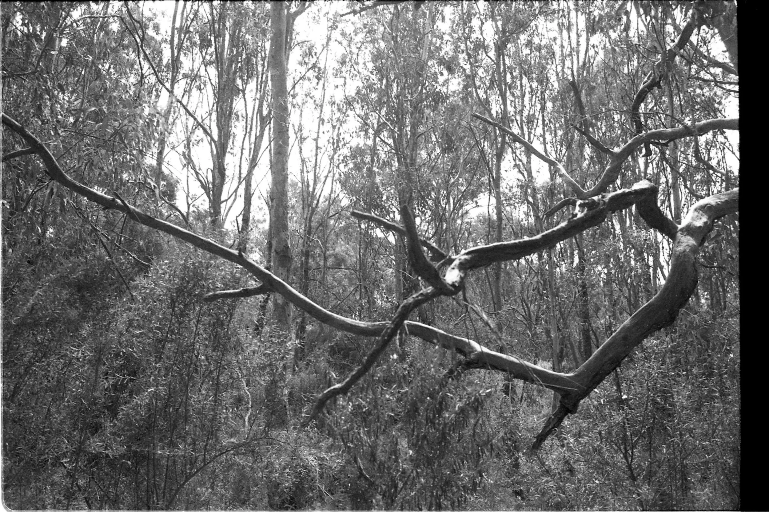 Alphington Wetlands 0281 © Zo Damage 2026.jpg