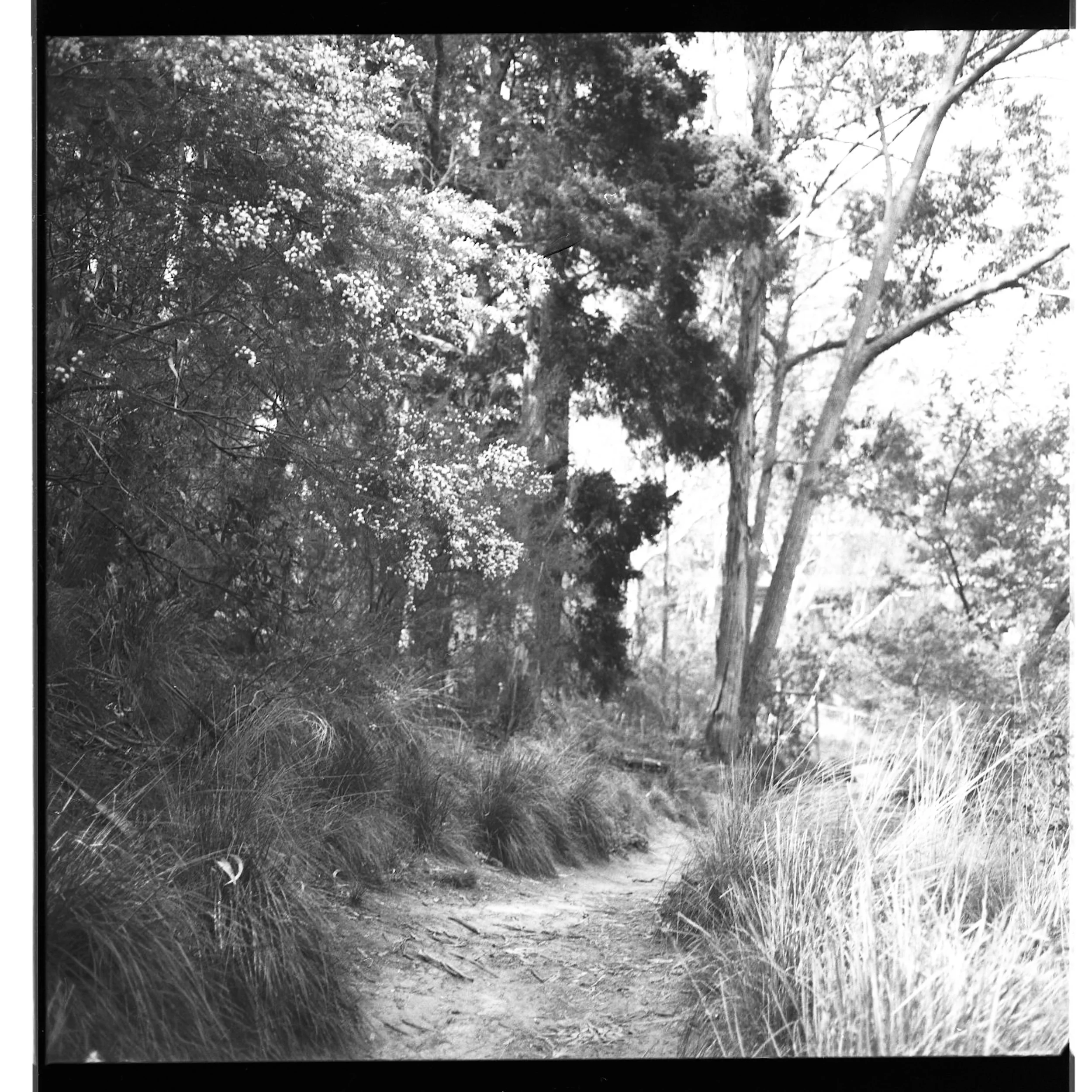 250919 MF Yarra Trail 004