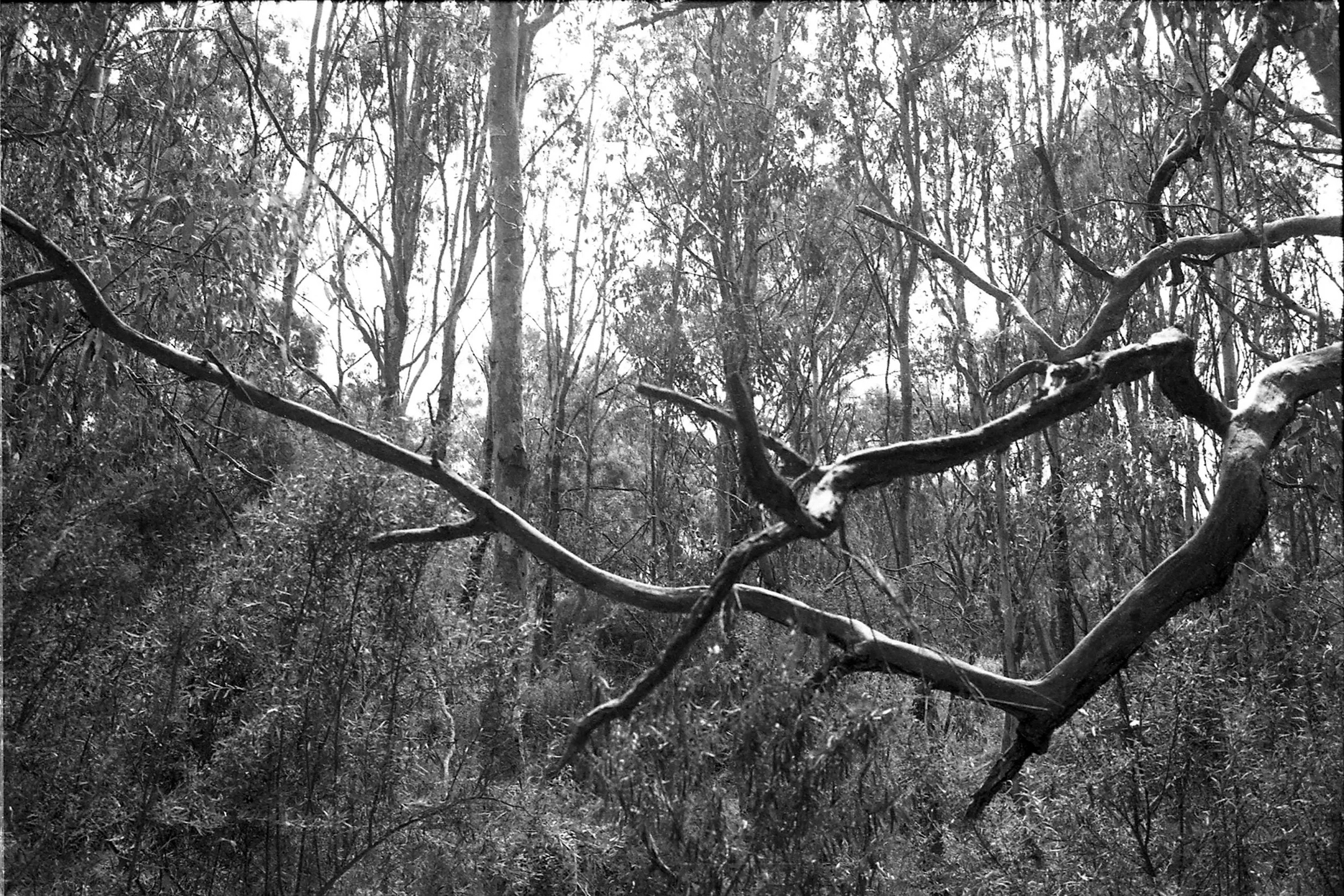 0281 (Alphington Wetlands) 2026 © Zo Damage.jpg