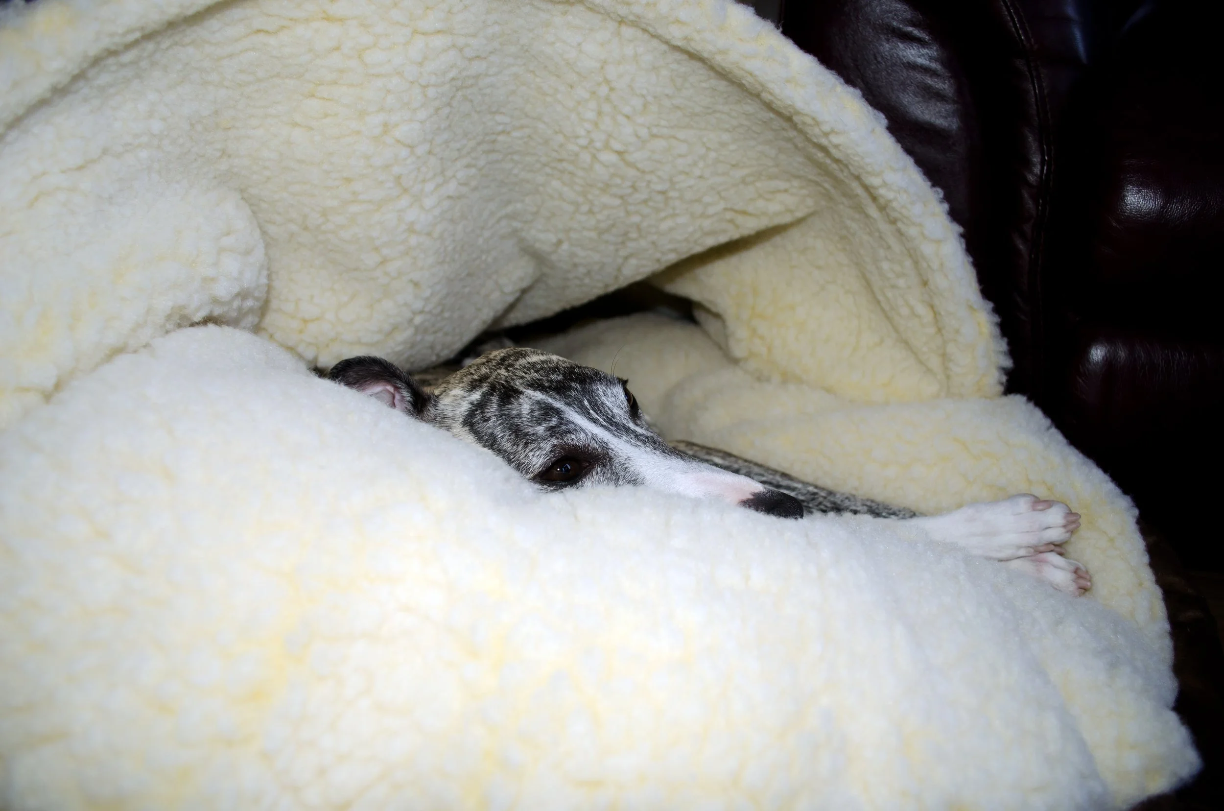 Whippet Breed Standard — National Whippet Club of Canada