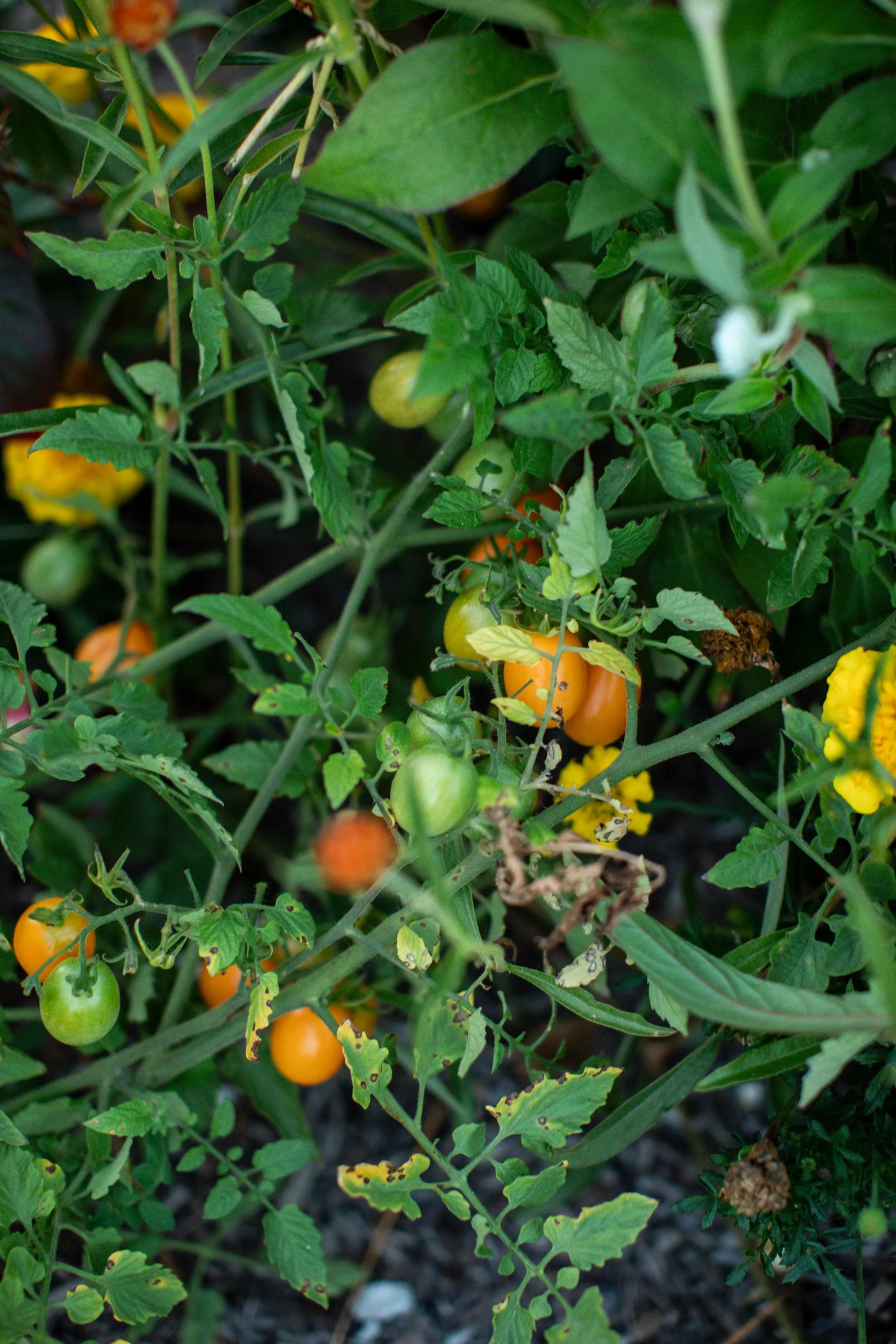 processed_flora moon farm x kush-143.jpeg