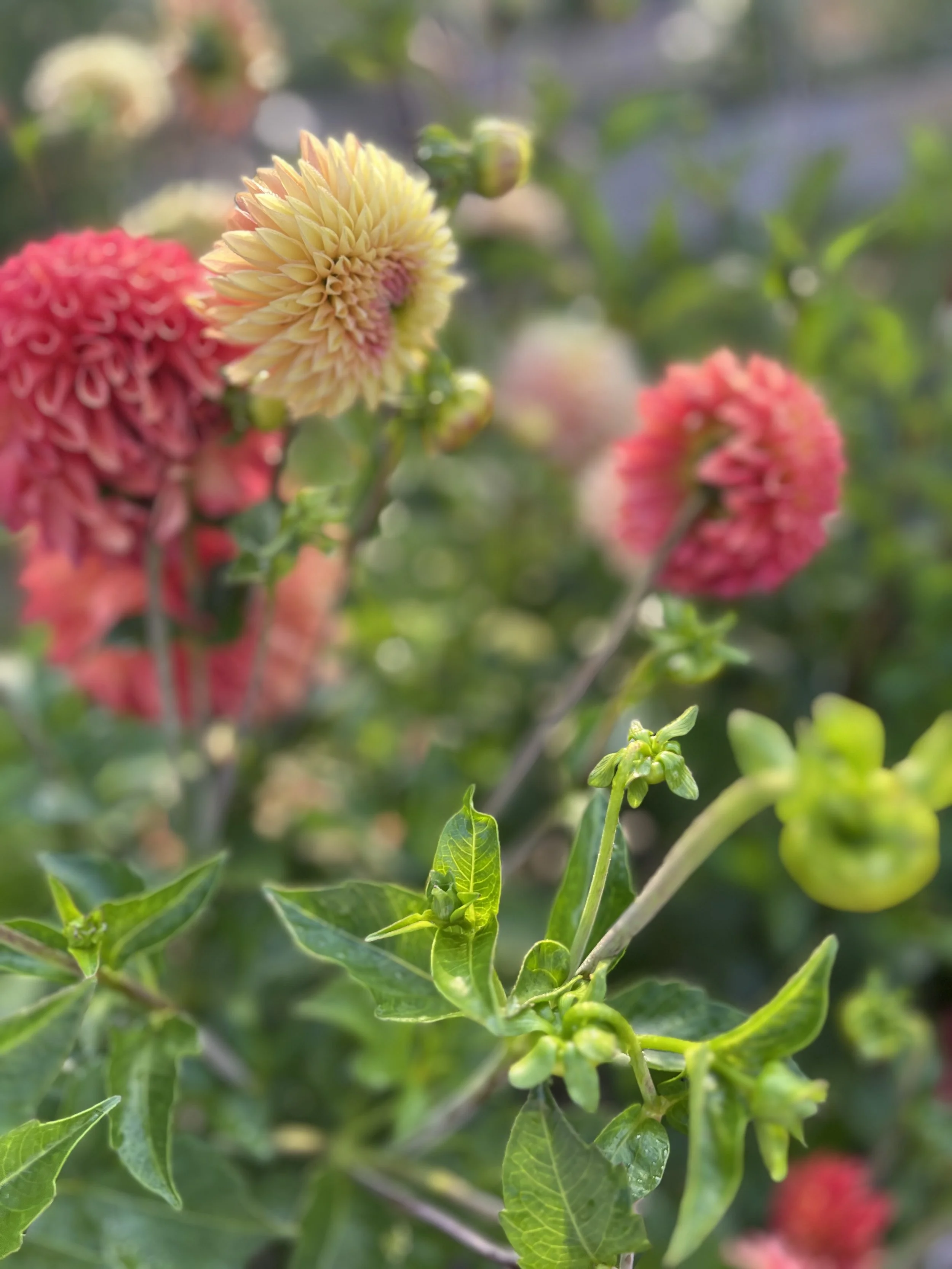 Close-up of colorful dahlia flowers in a garden, with yellow and pink blossoms and green foliage.