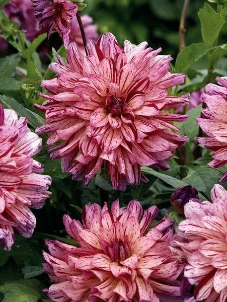Pink and purple striped dahlias in a garden setting.