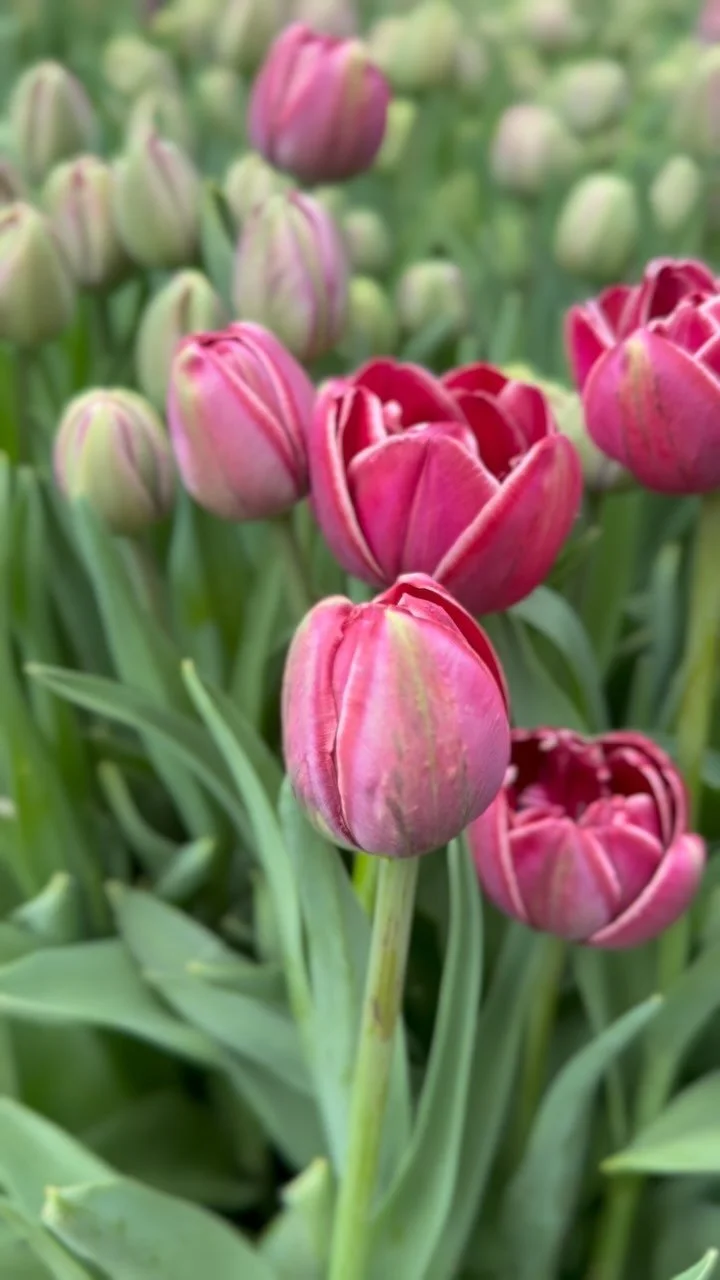 Forcing Tulips in Winter: A Reading List
