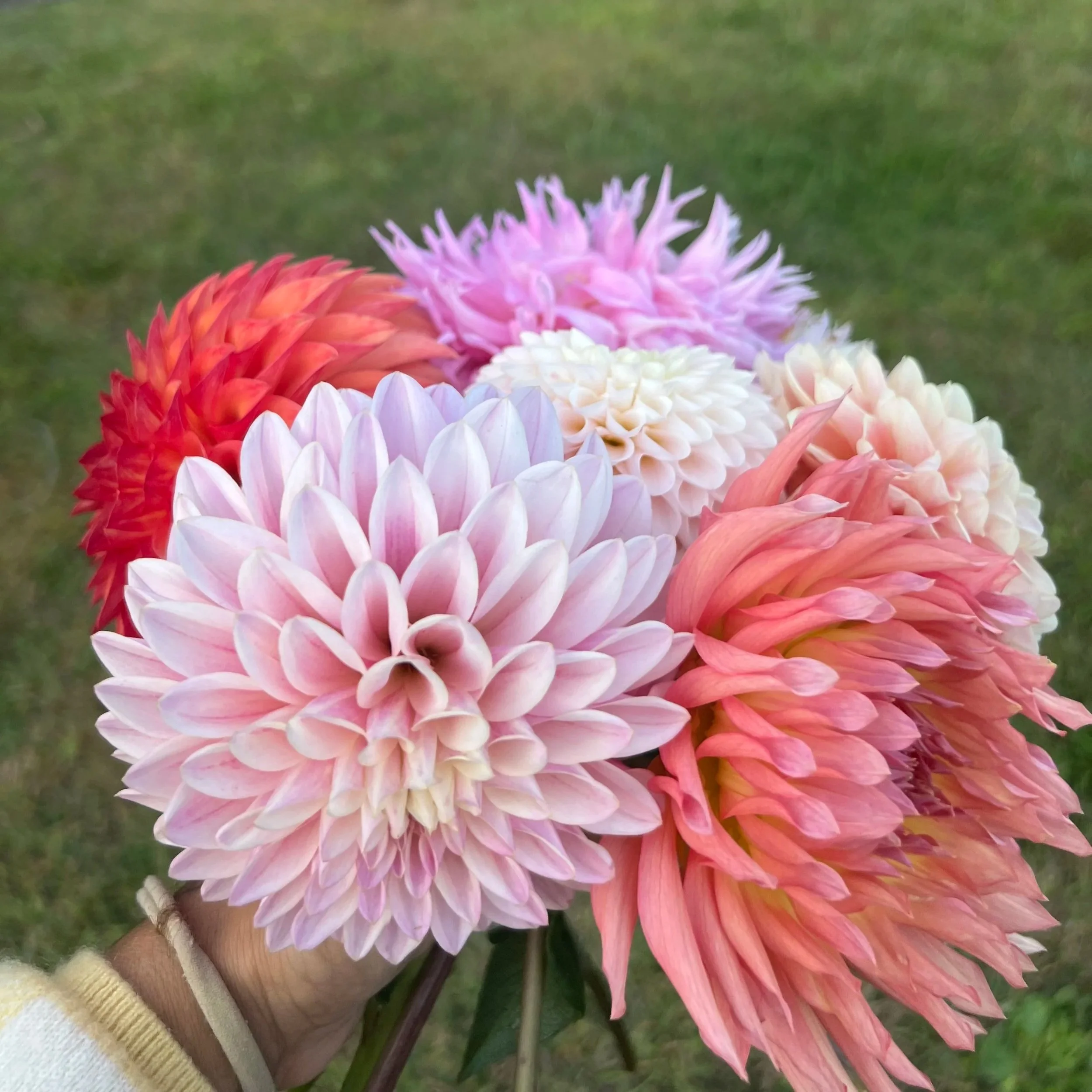 Close-up of several dahlias in various pastel shades of pink, white, and purple, held by a person's hand with a blurred grassy background.