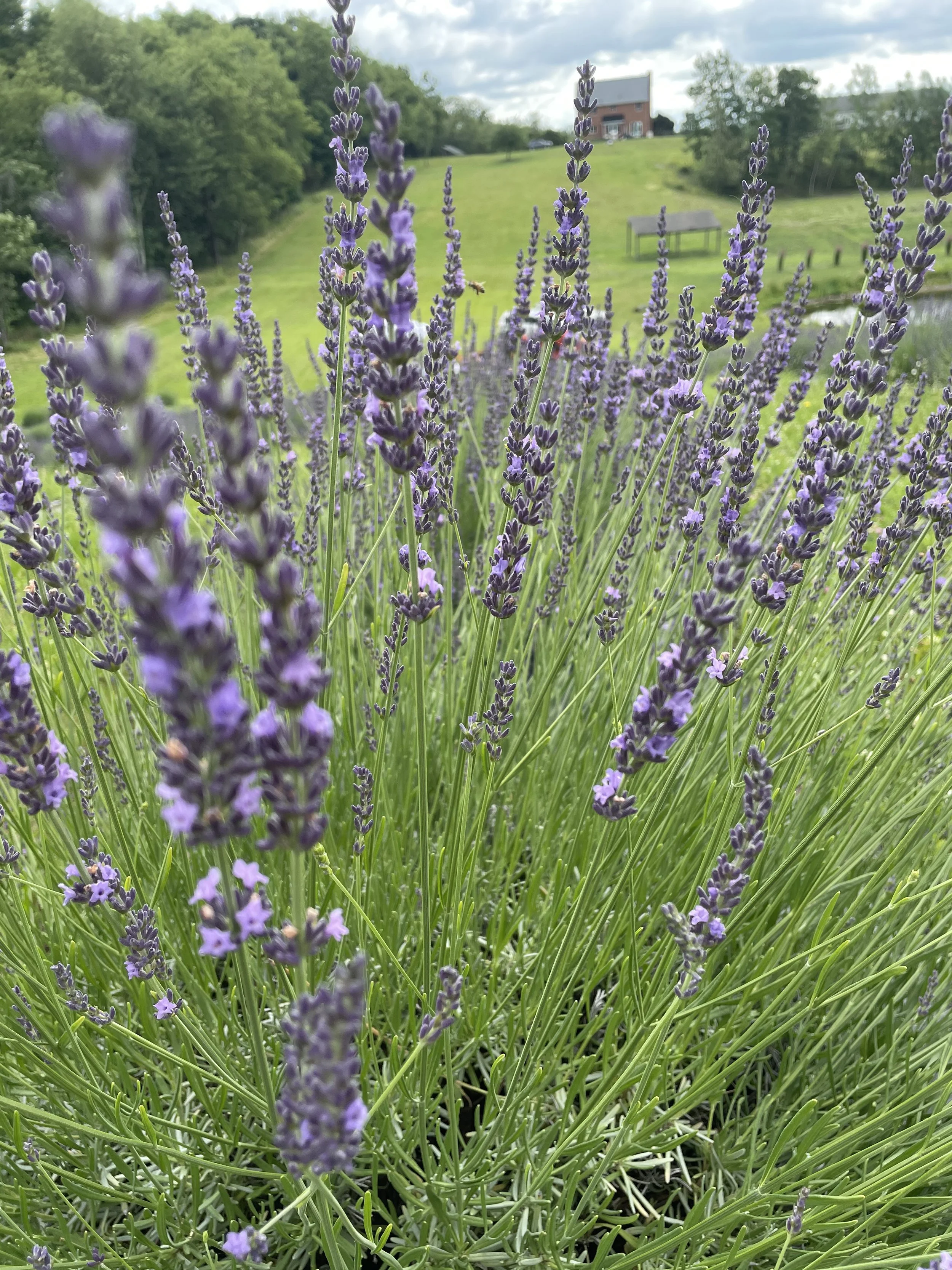 Close-up of blooming lavender flowers with green stems and leaves, in a garden or outdoor area.