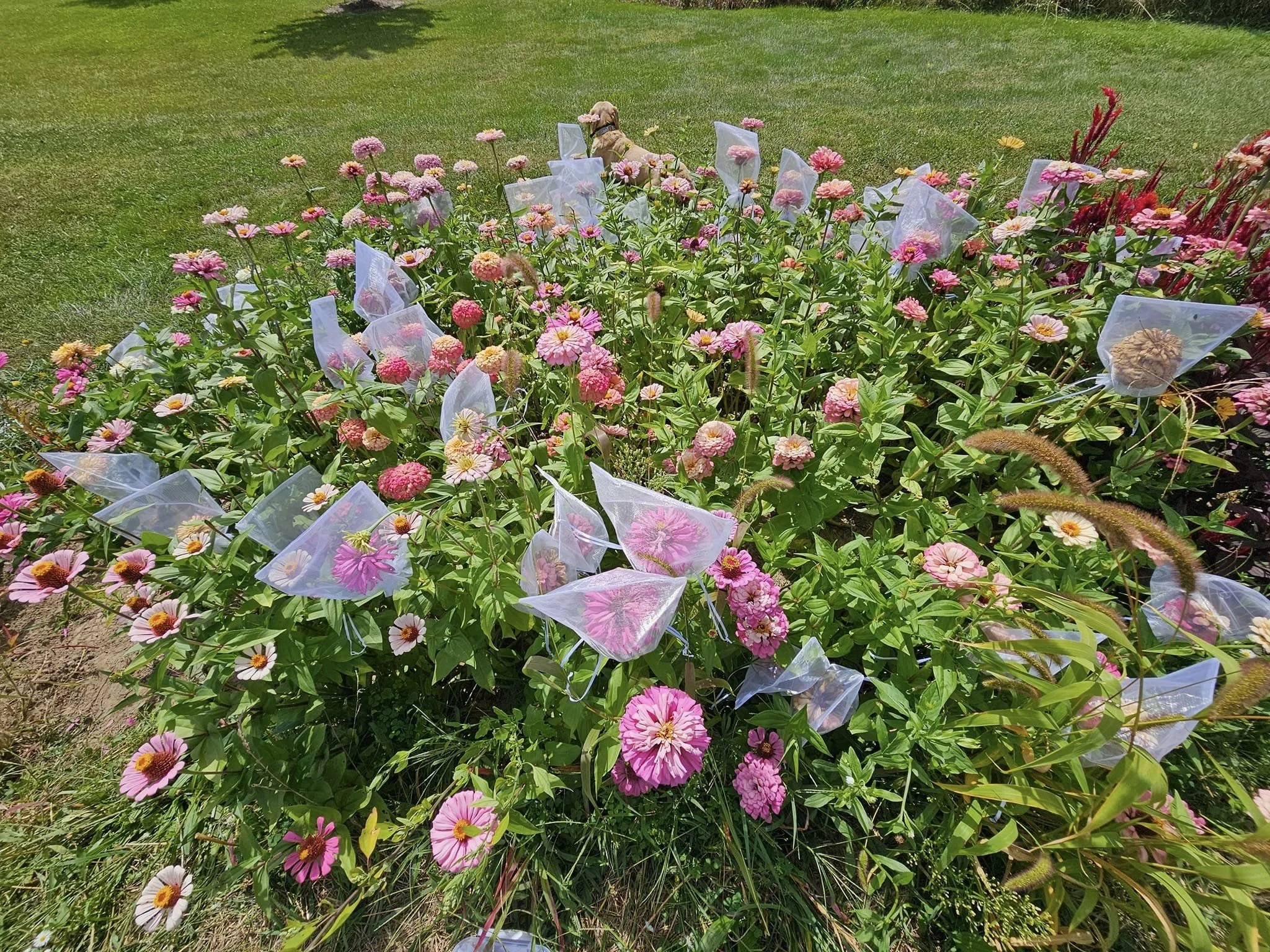 A garden bed with pink and light purple flowers, some wrapped in clear plastic for protection, on a grassy lawn.