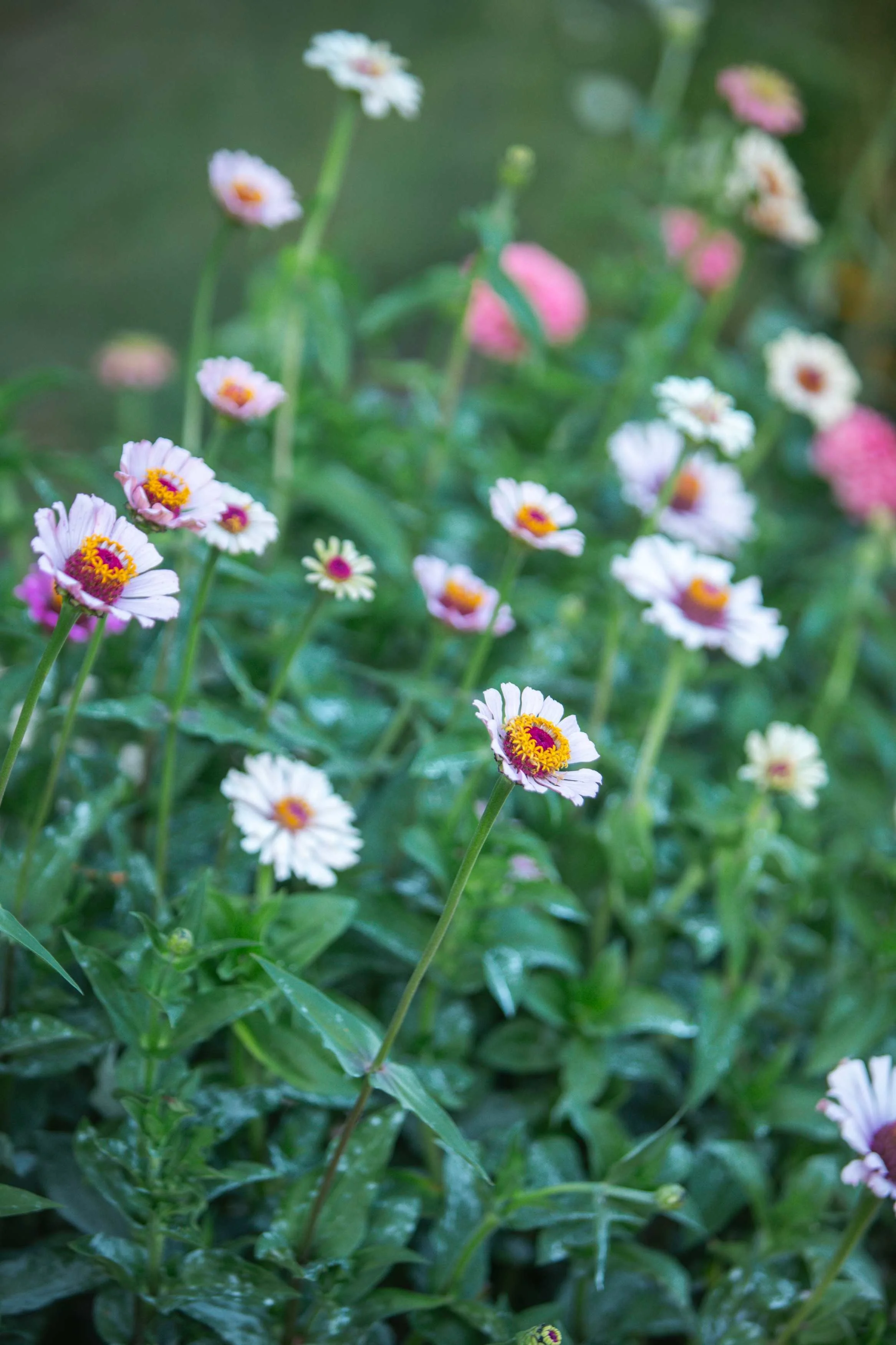 processed_flora moon farm x kush-065.jpeg